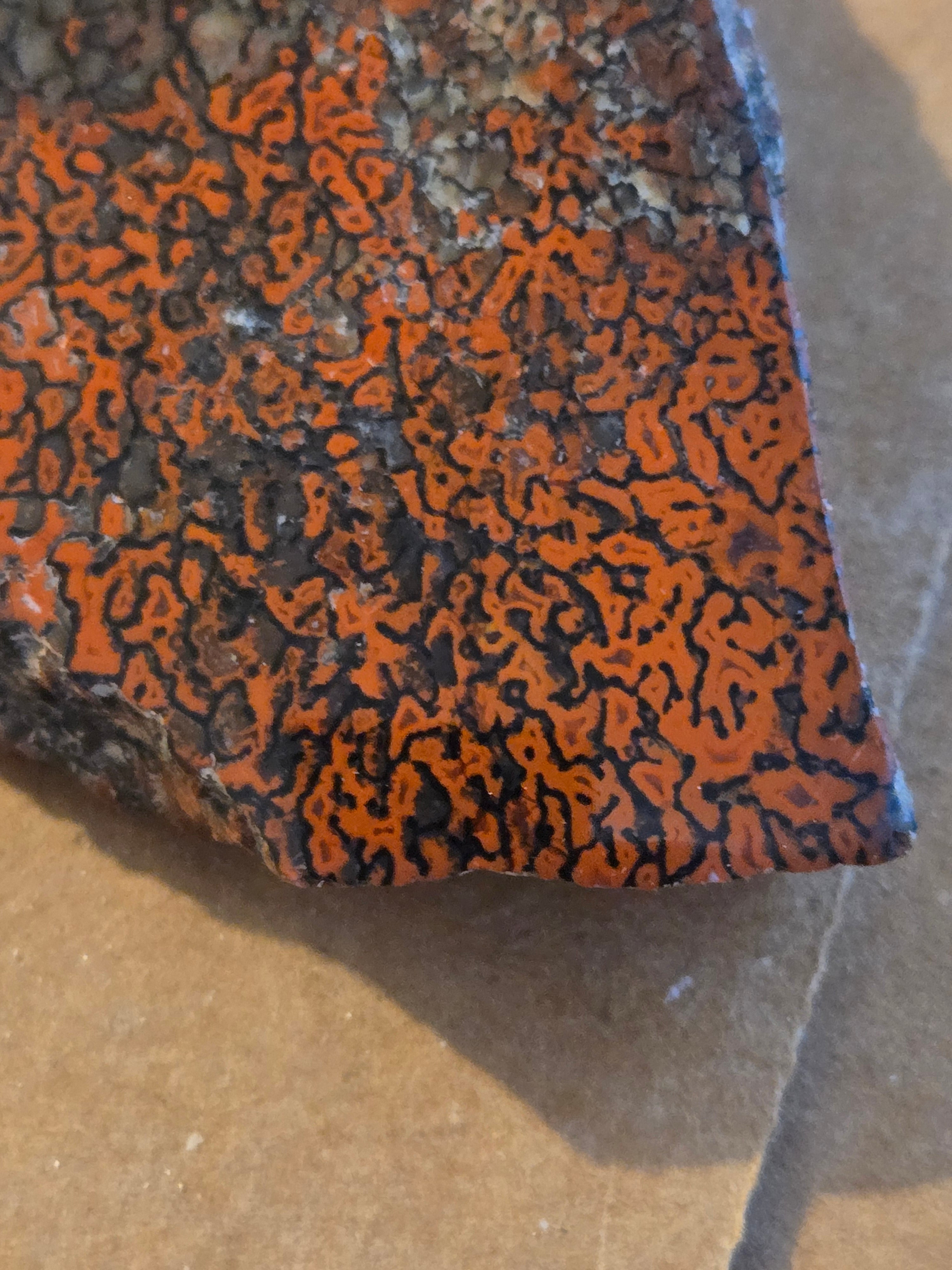 Dinosaur bone polished