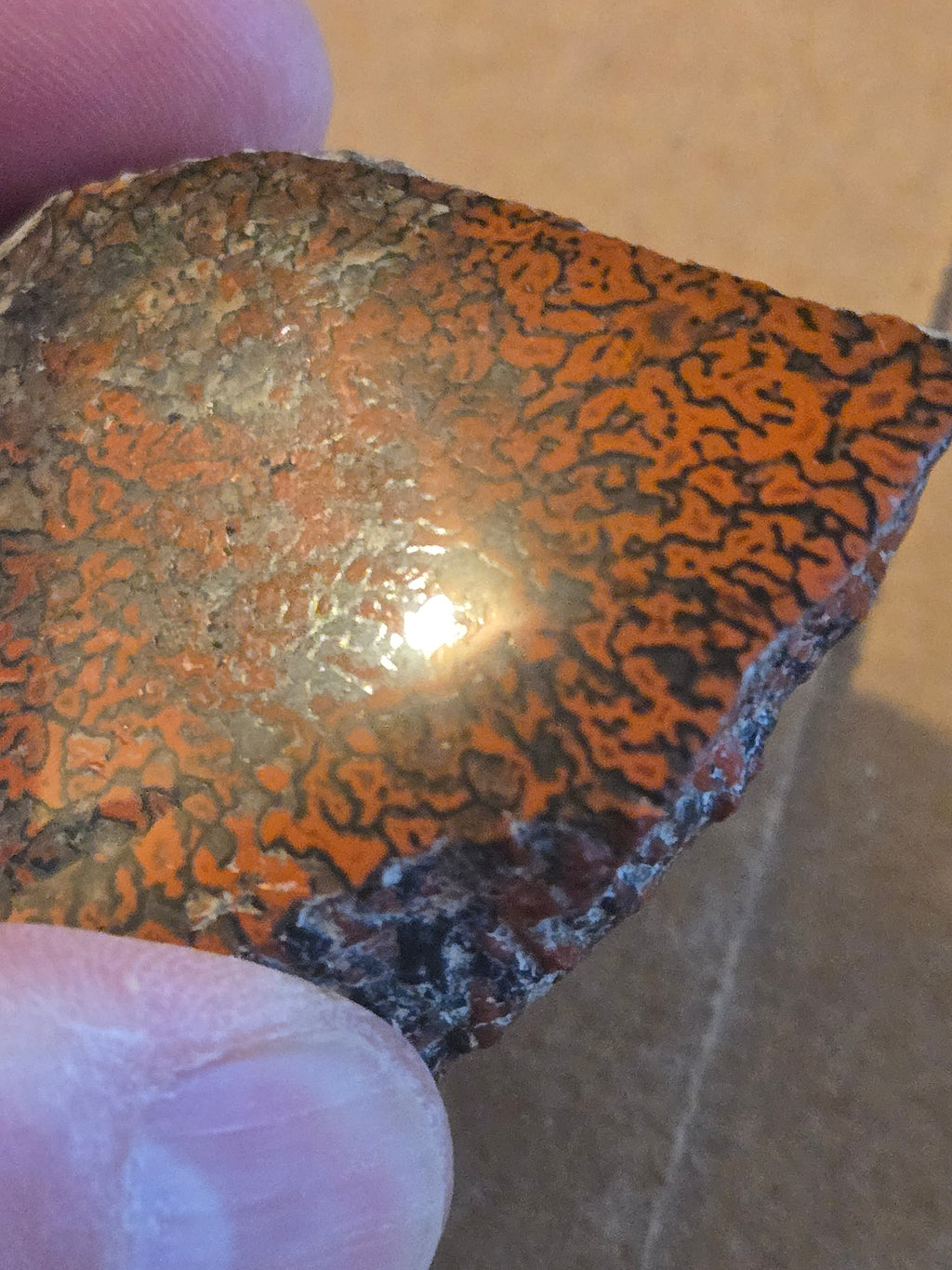 Dinosaur bone polished