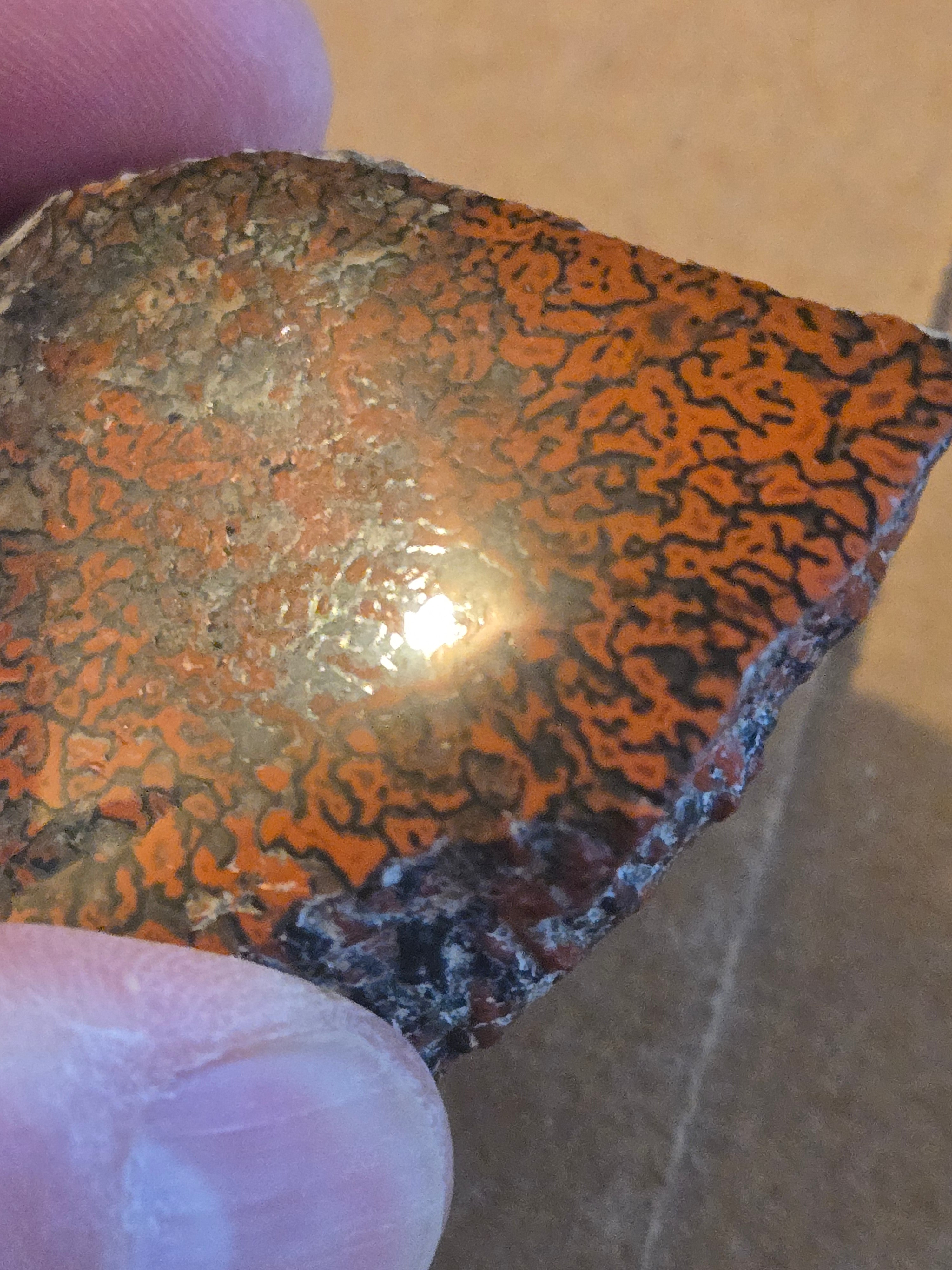 Dinosaur bone polished