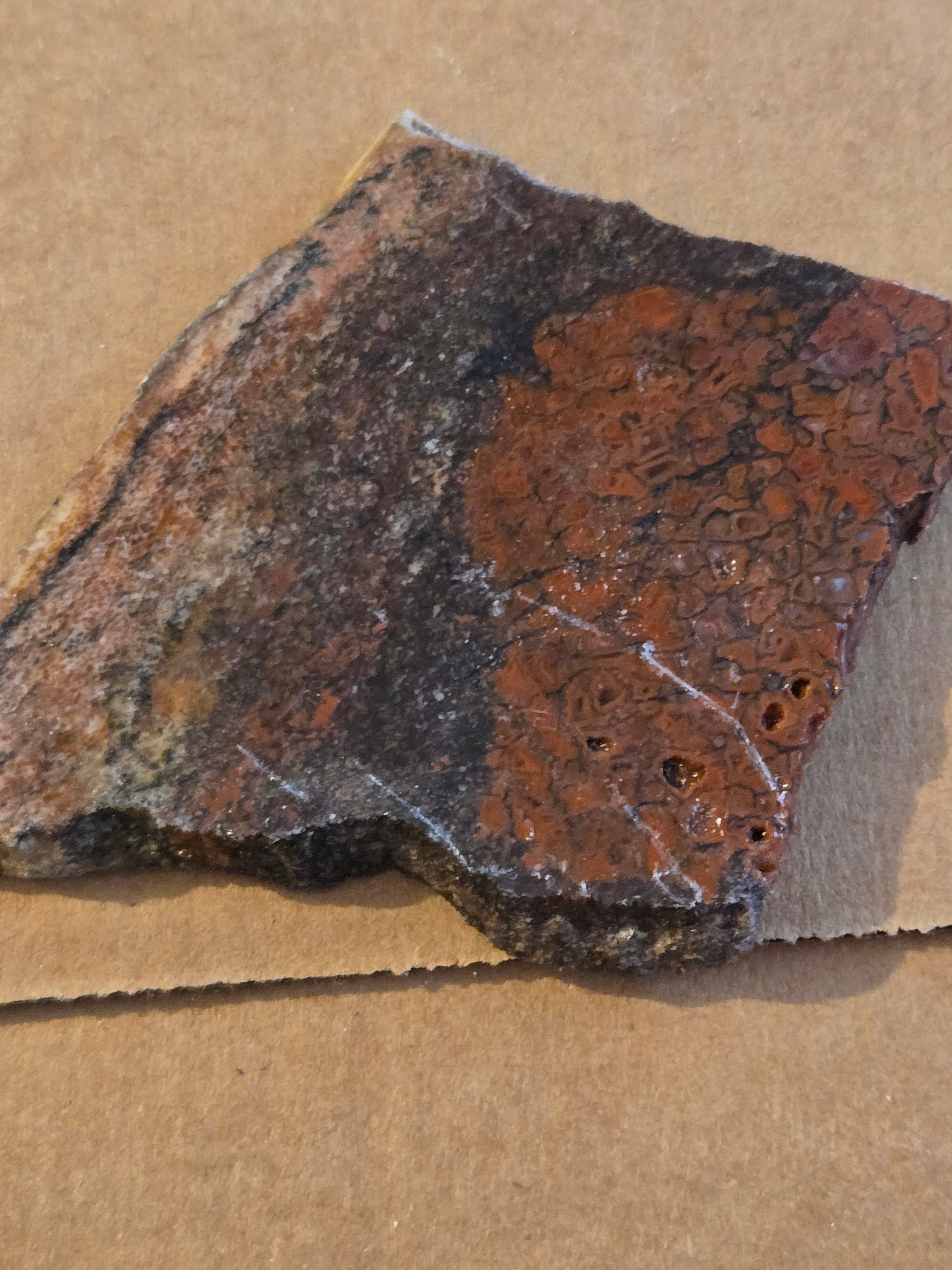 Dinosaur bone polished