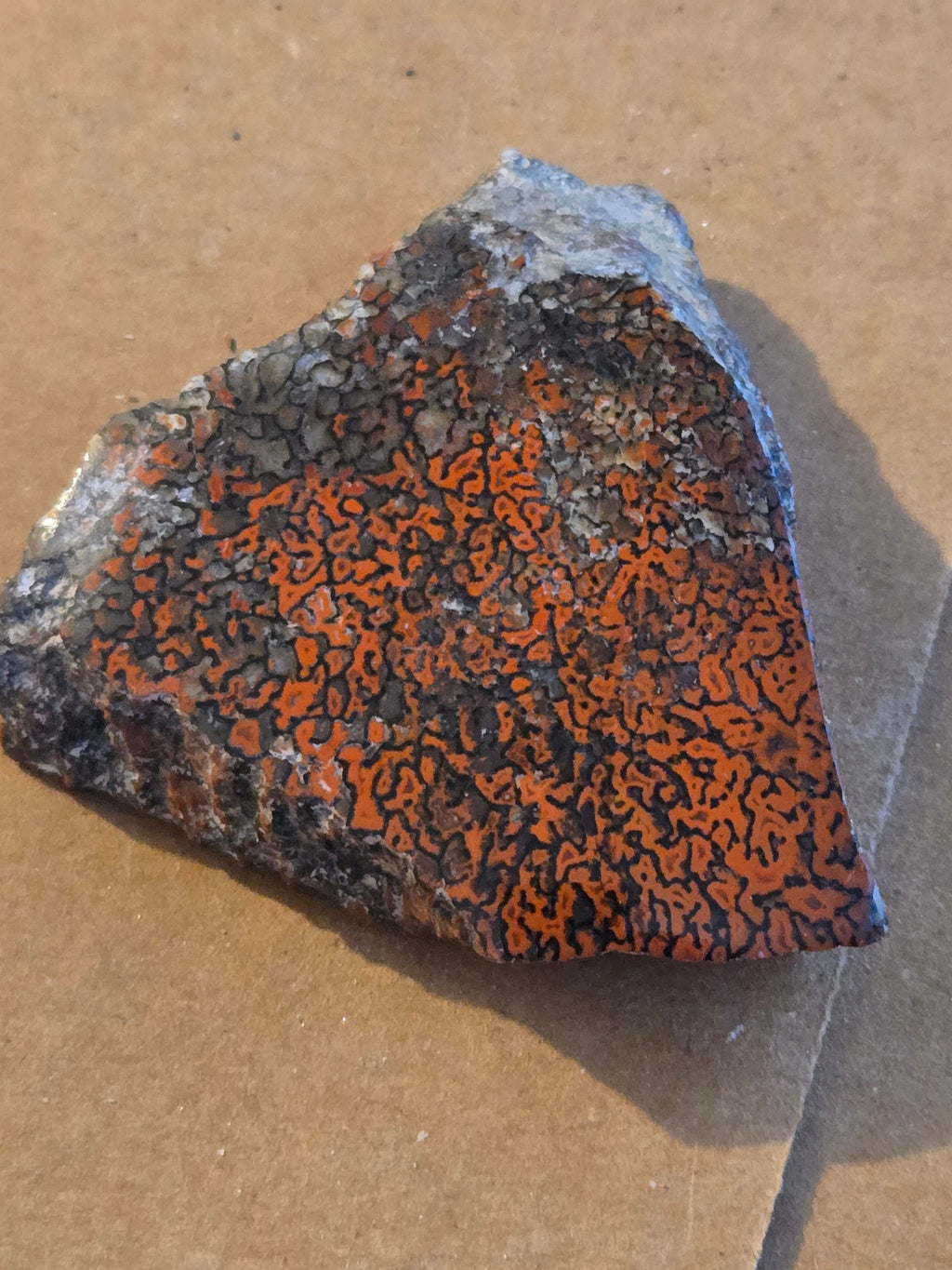 Dinosaur bone polished