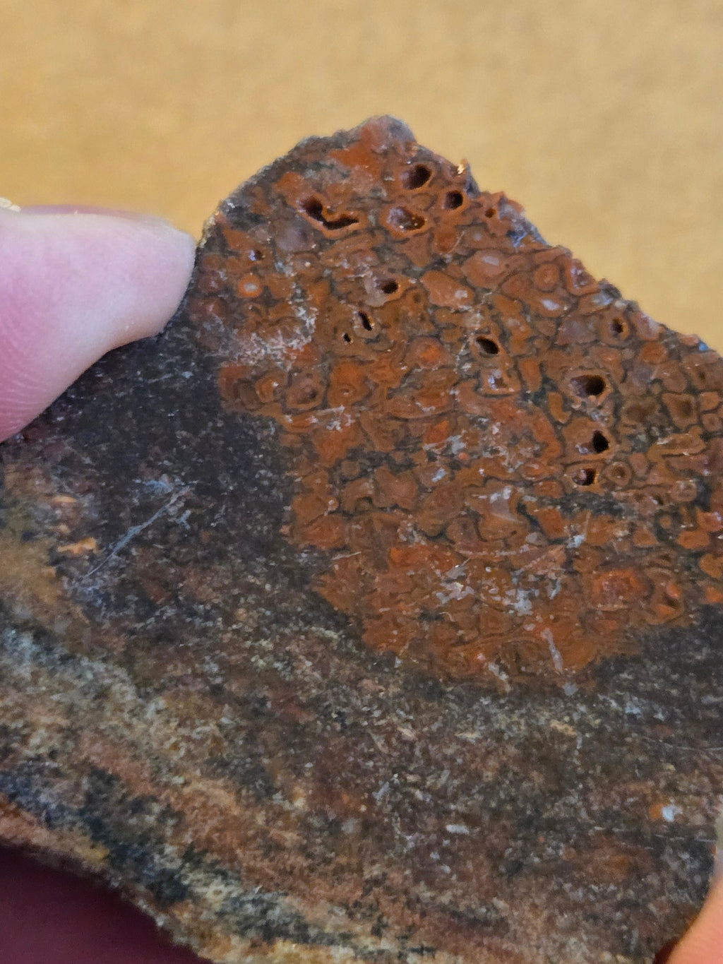 Dinosaur bone polished