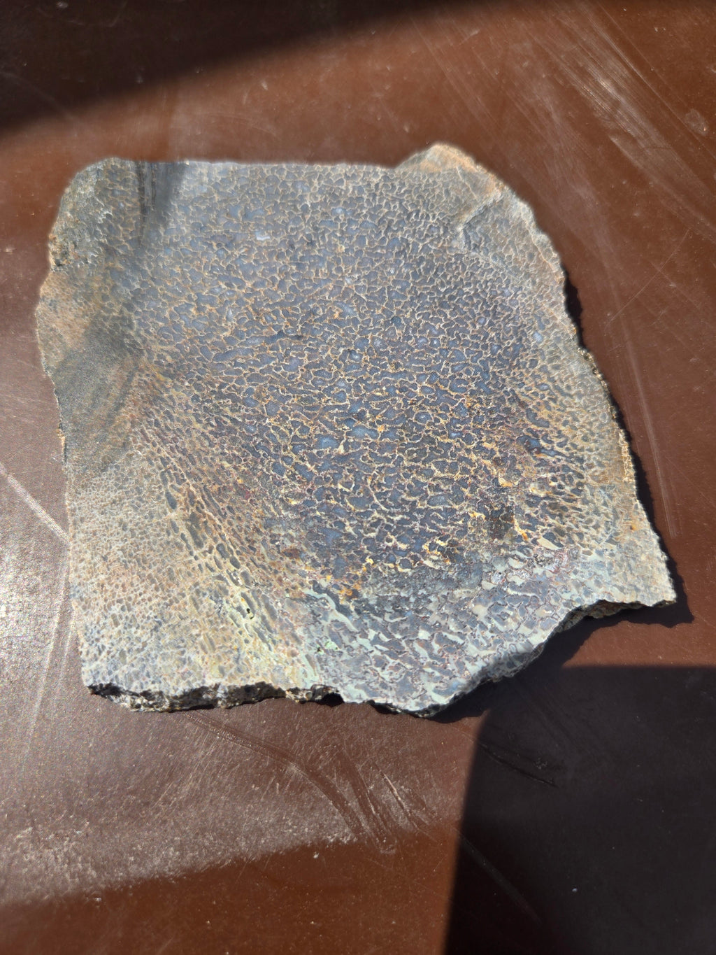 Dinosaur bone slab