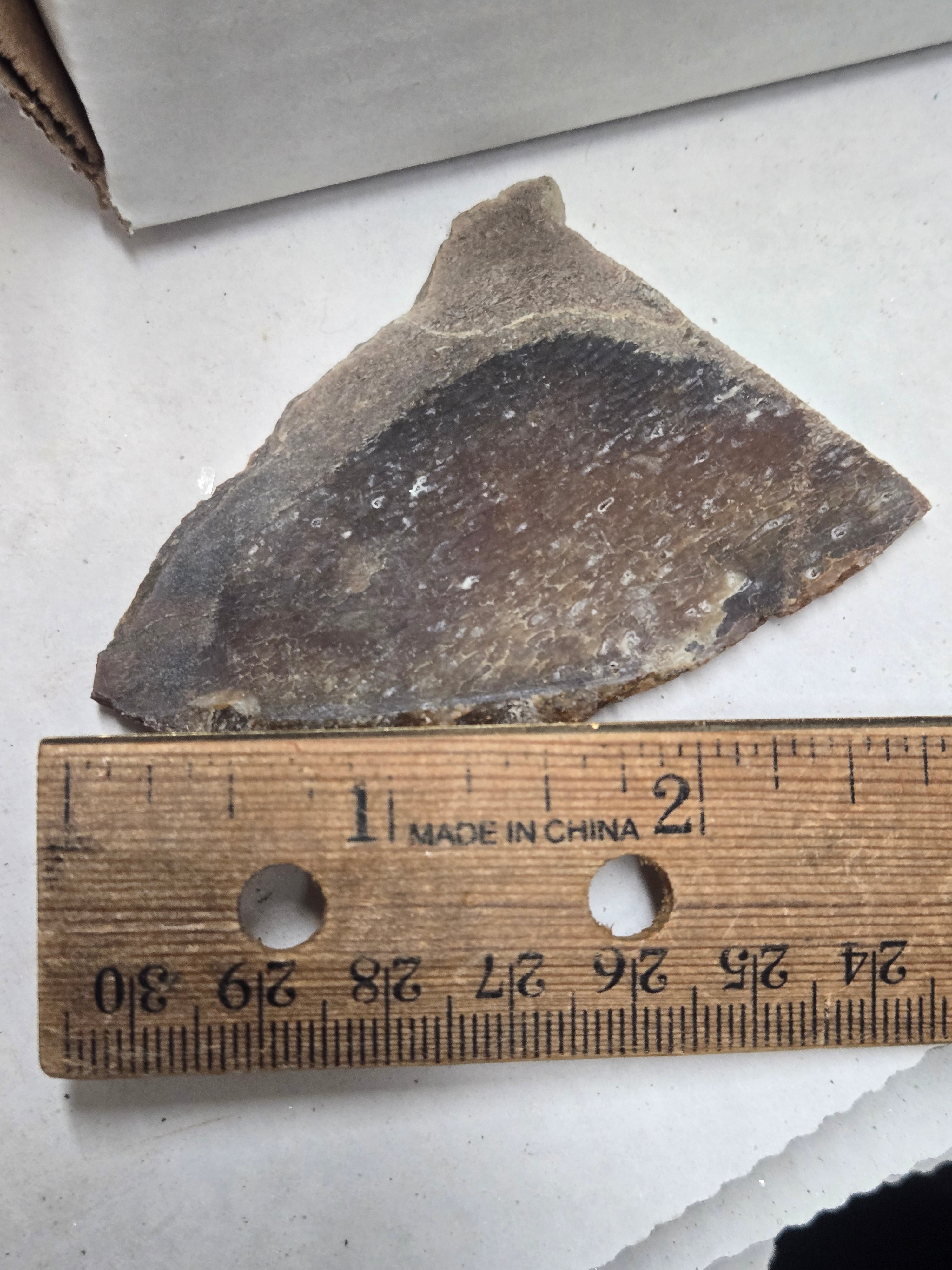 Dinosaur bone slab