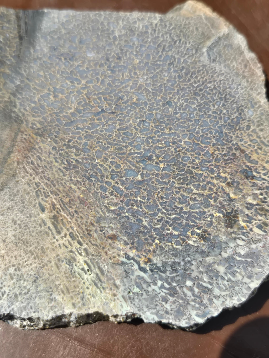 Dinosaur bone slab