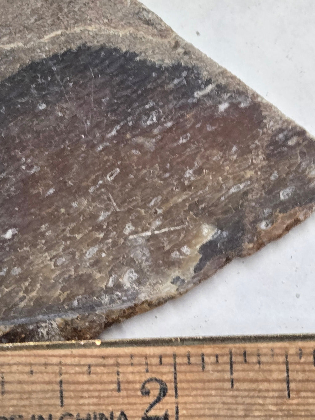 Dinosaur bone slab