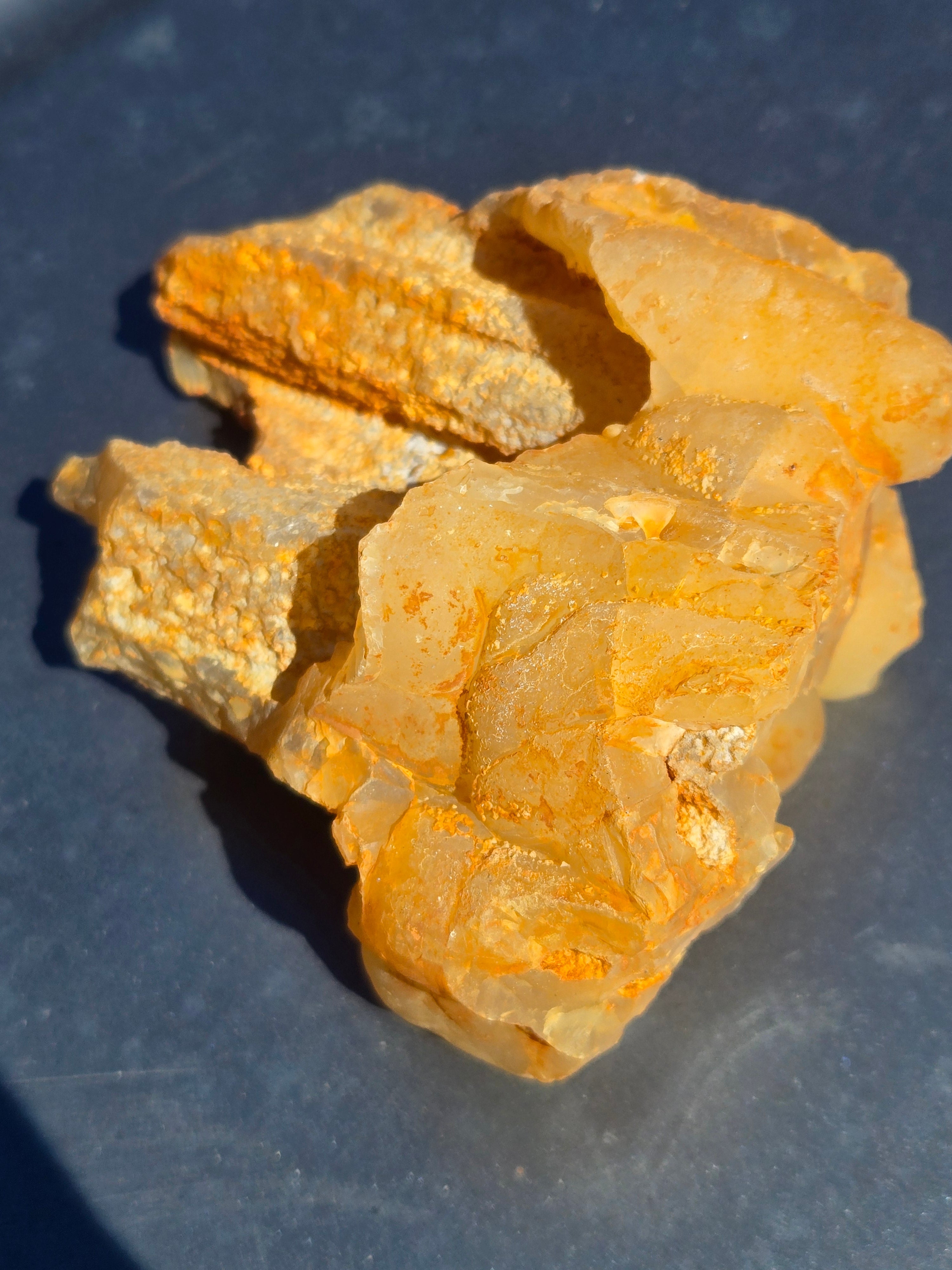 Fossil Bamboo