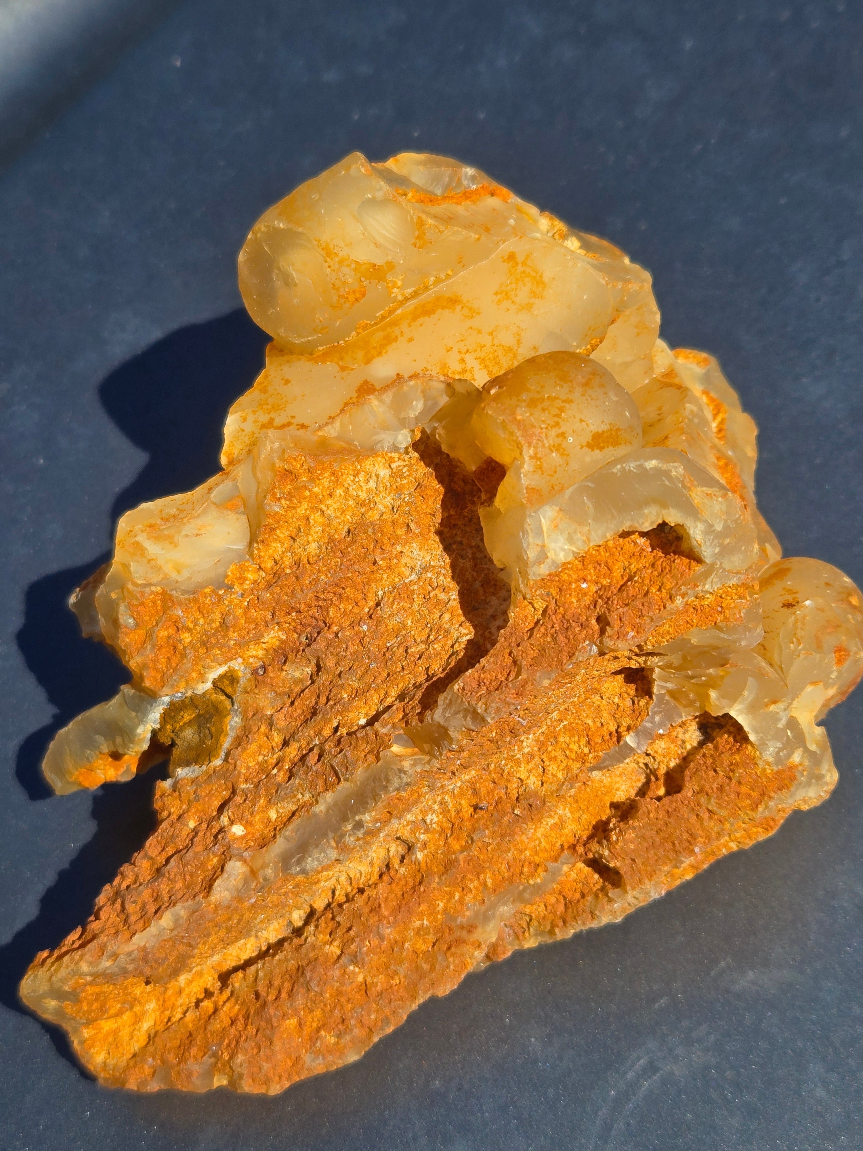 Fossil Bamboo