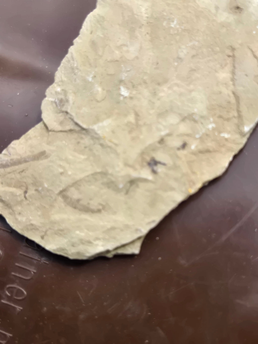 Fossil Dragonfly larvae w fly