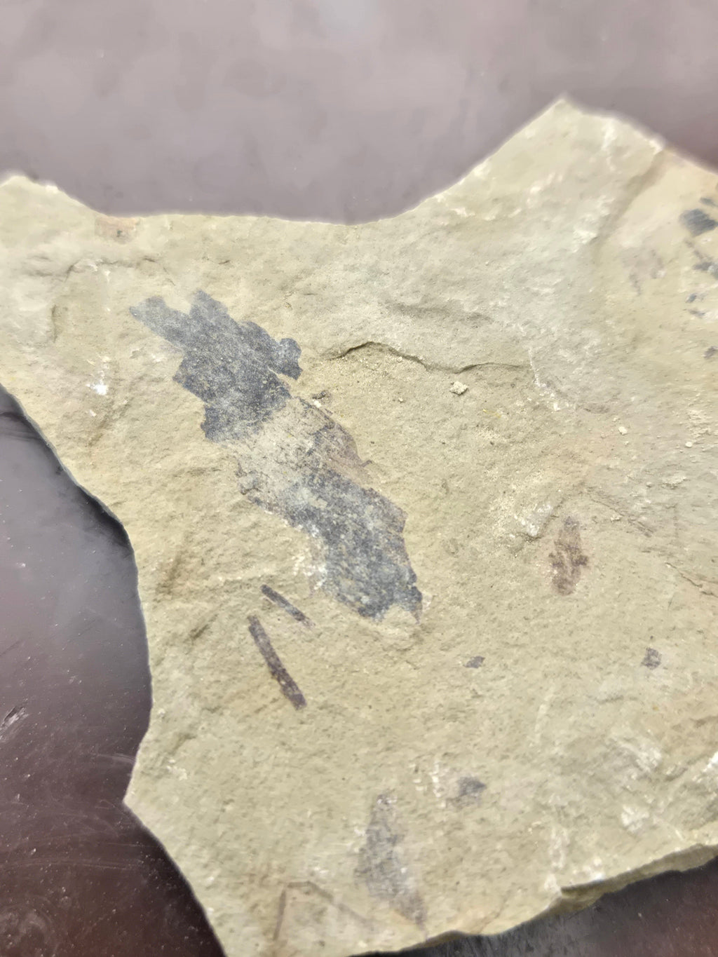 Fossil leaf
