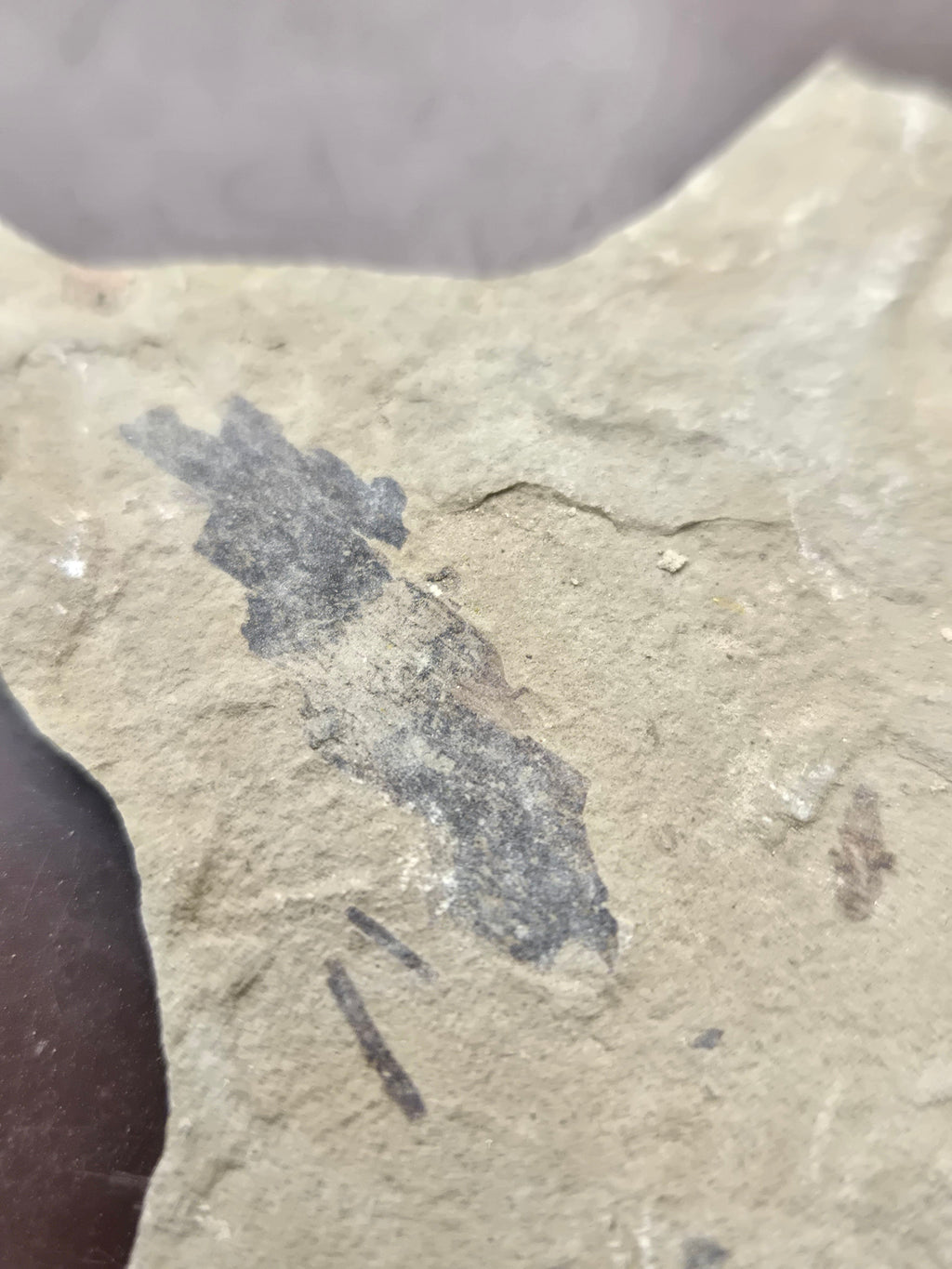 Fossil leaf