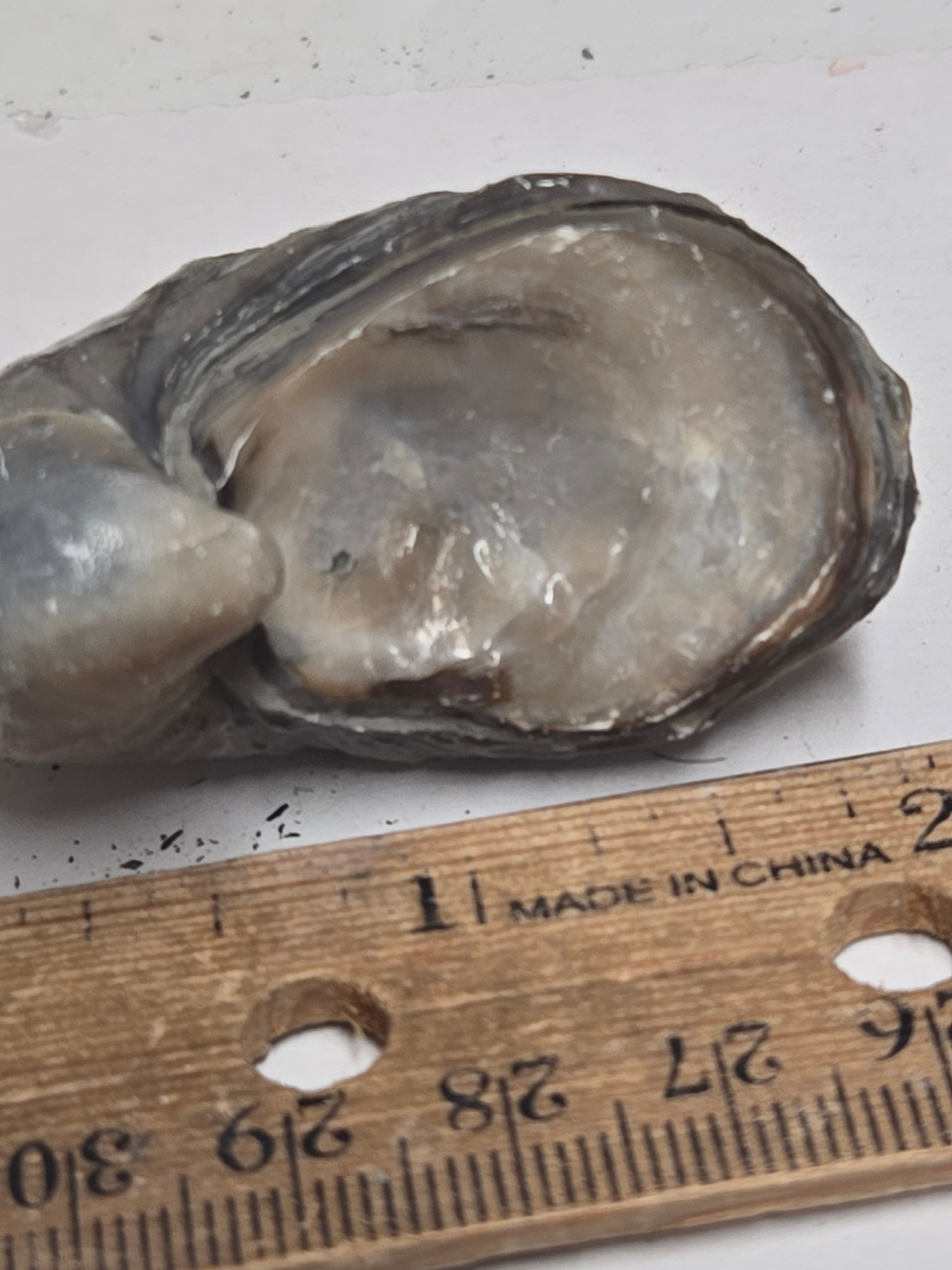 Fossil Oyster
