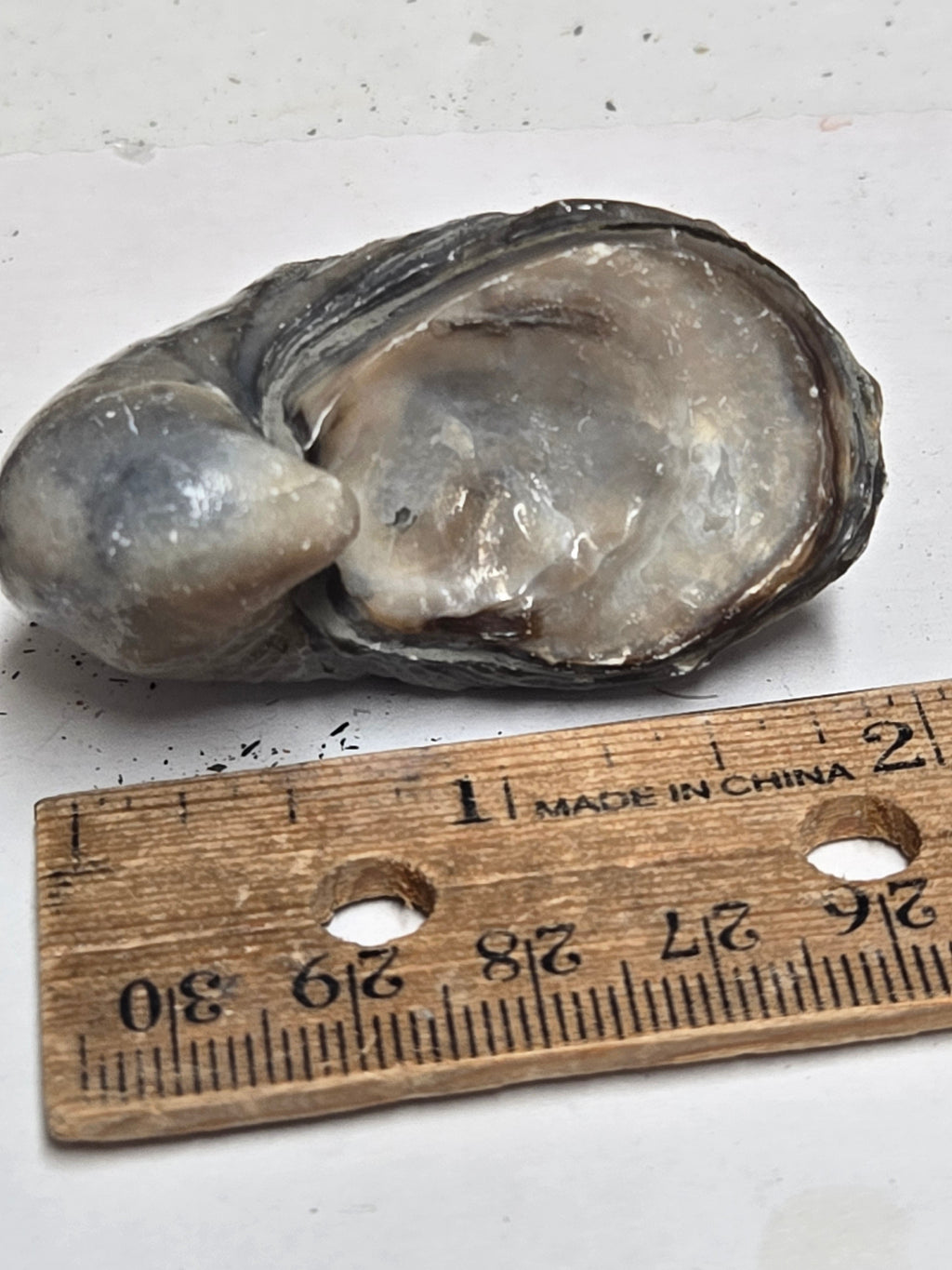 Fossil Oyster