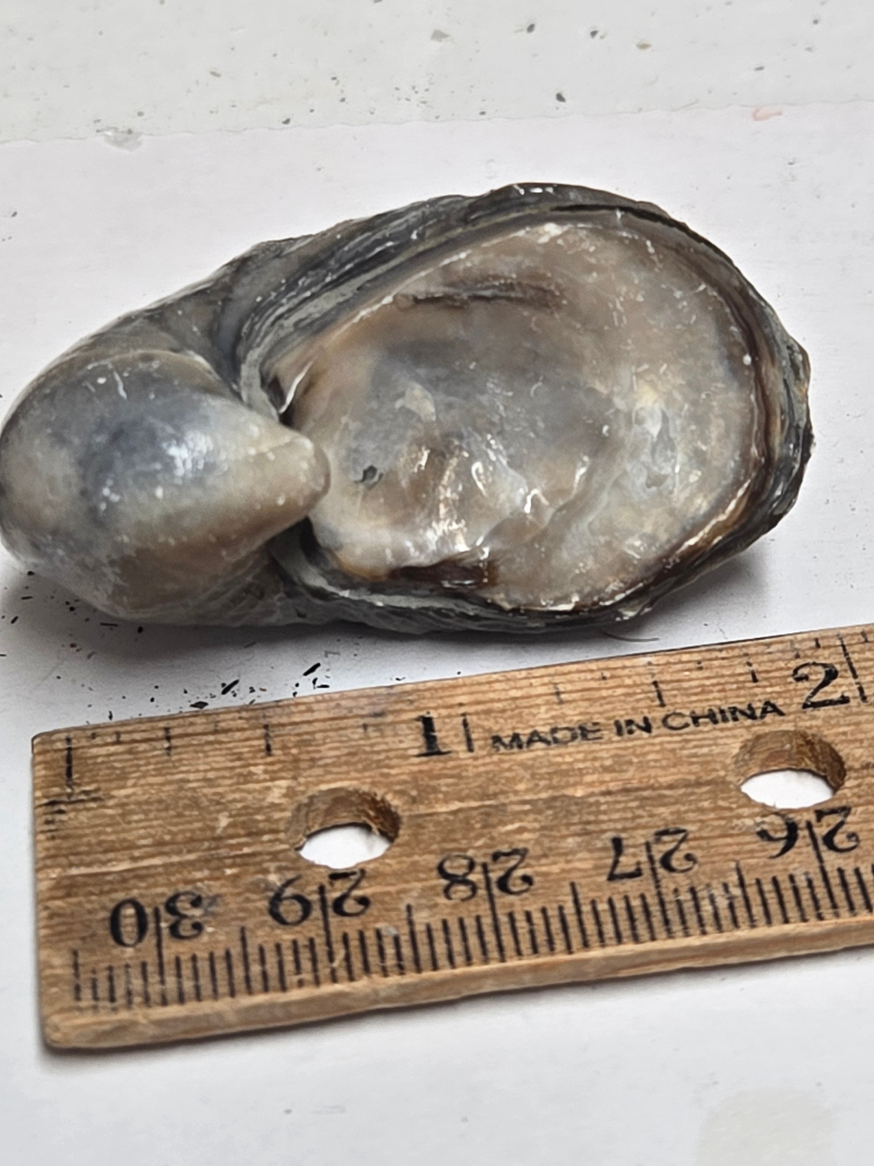 Fossil Oyster