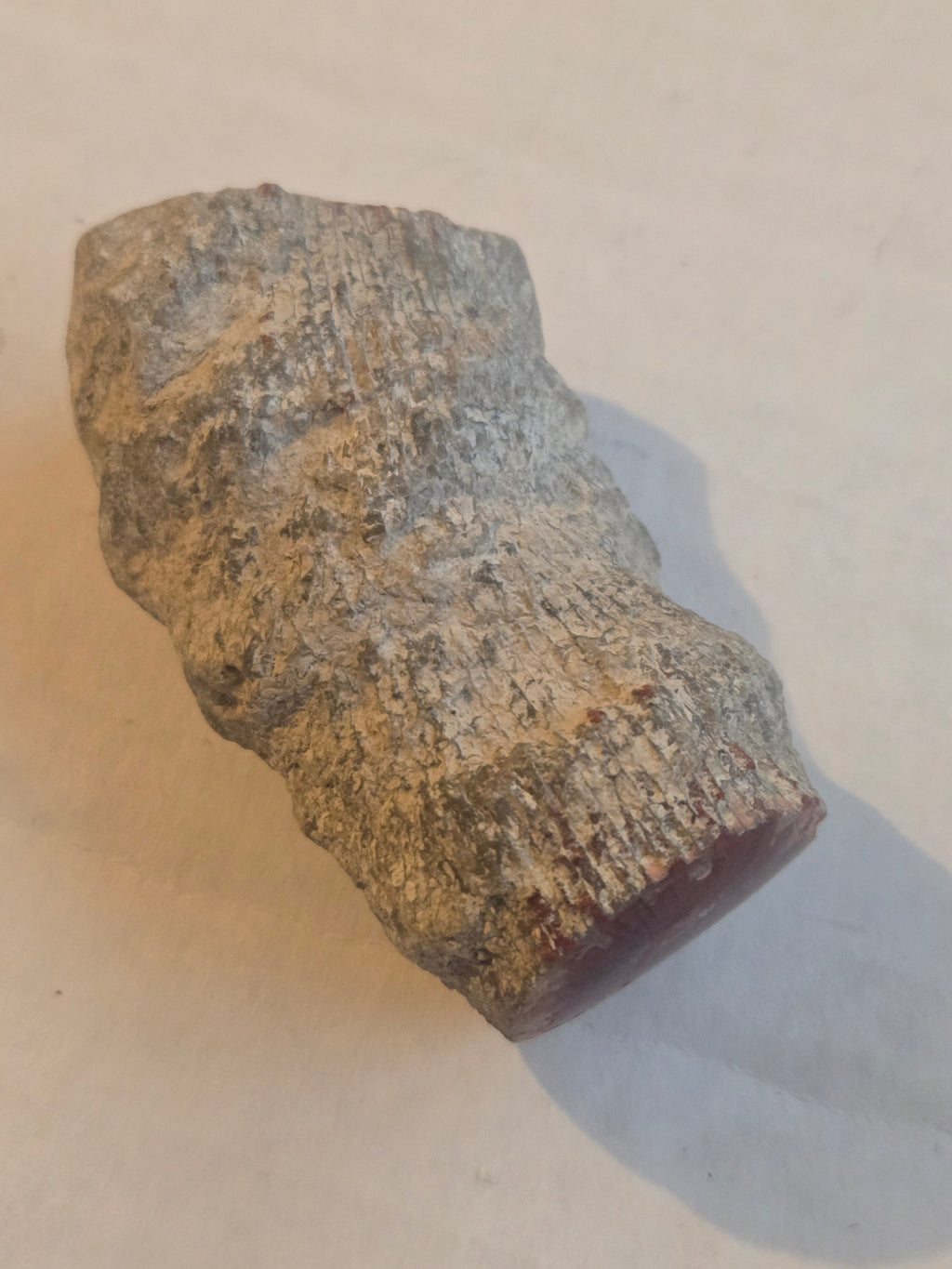 Fossil Red Coral polished