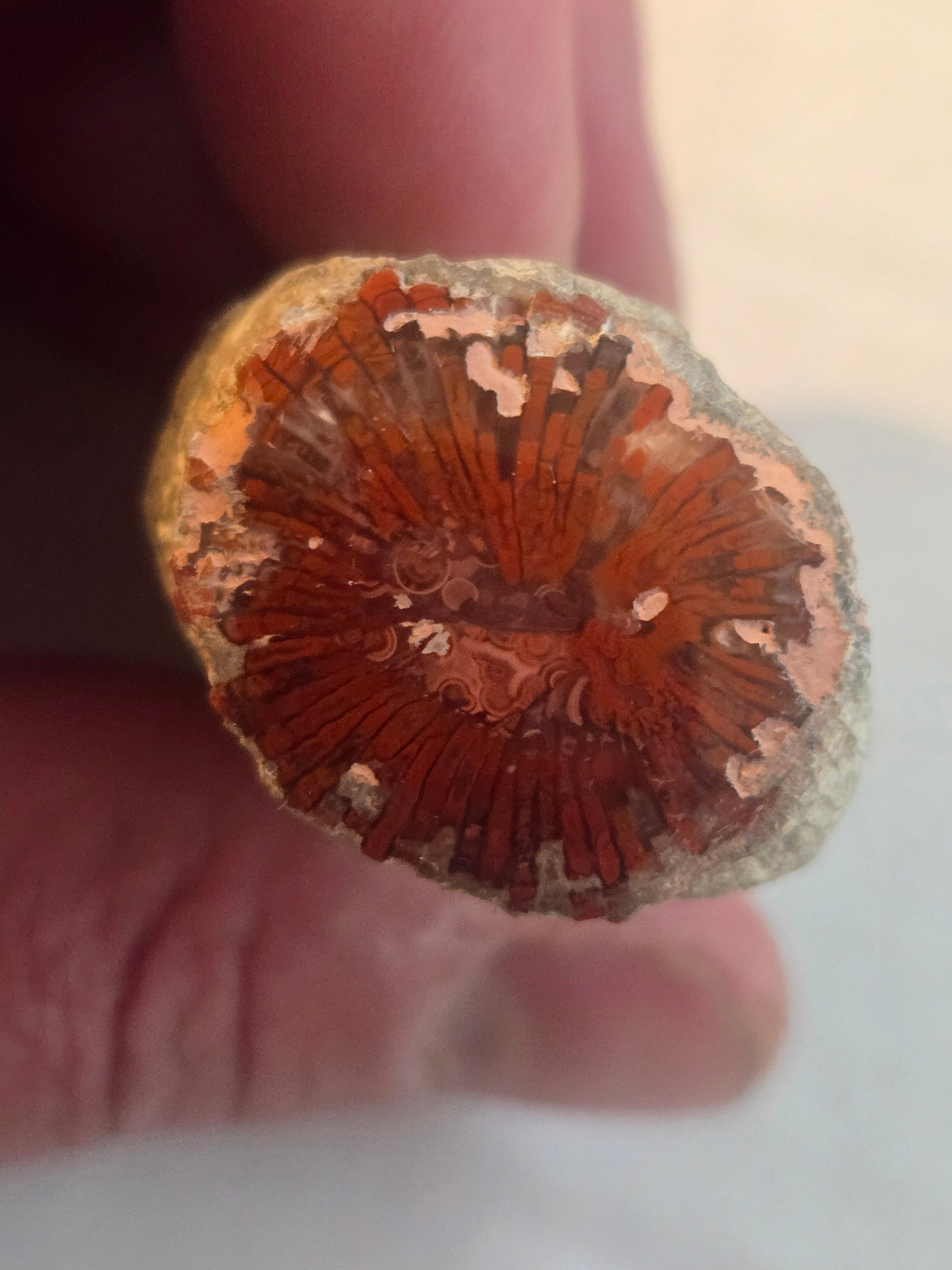 Fossil Red Coral polished