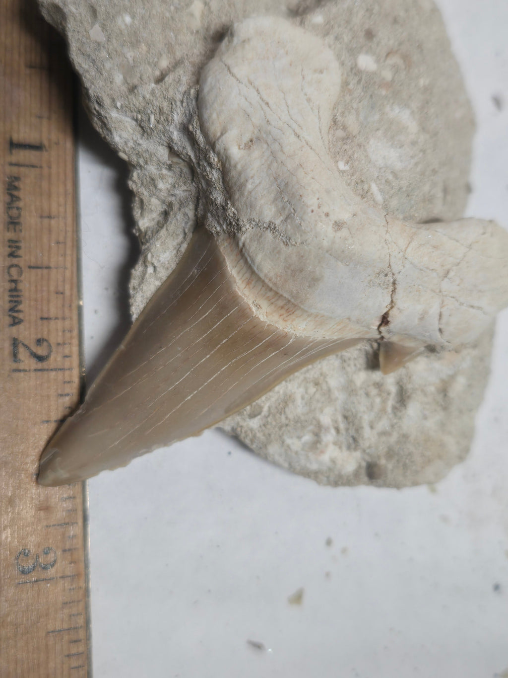 Fossil shark tooth