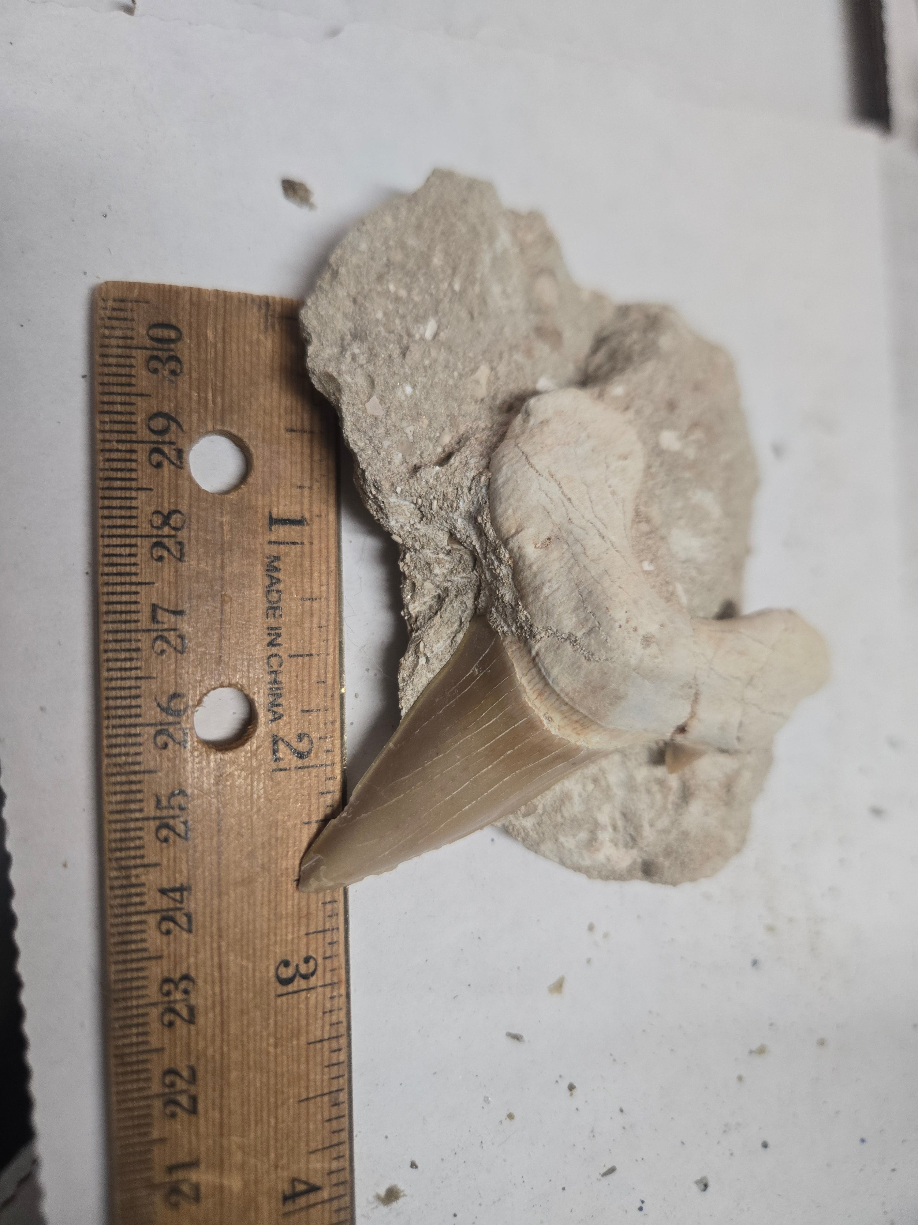 Fossil shark tooth