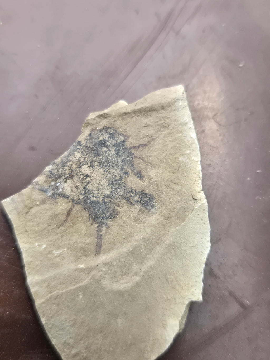 Fossil Sycamore fruit