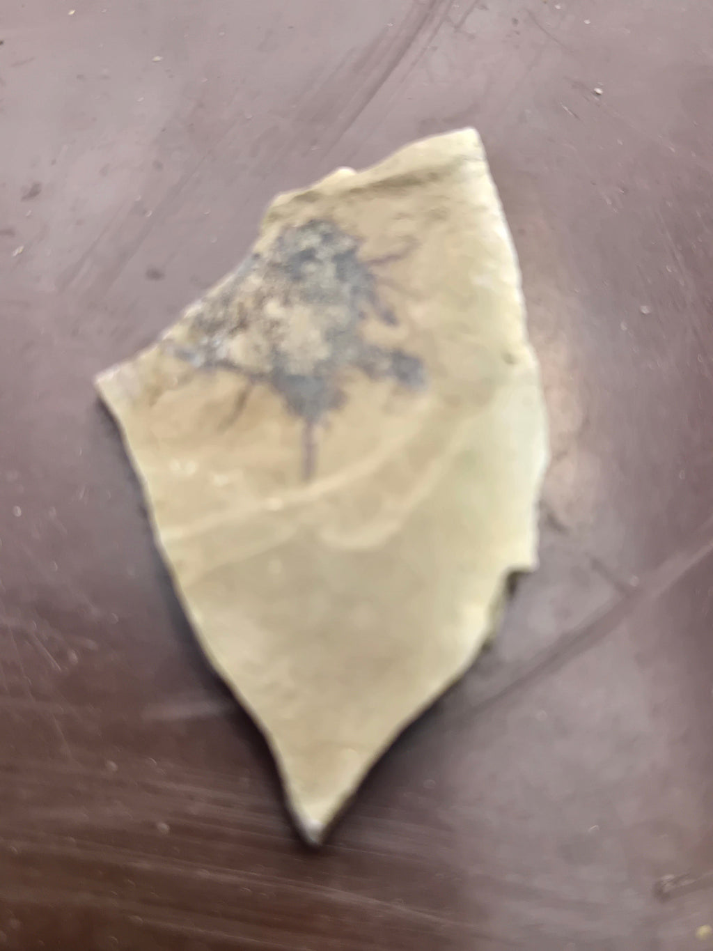 Fossil Sycamore fruit