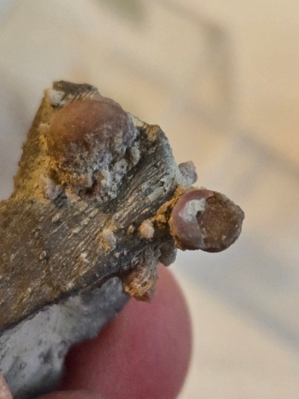 Gastropod in matrix