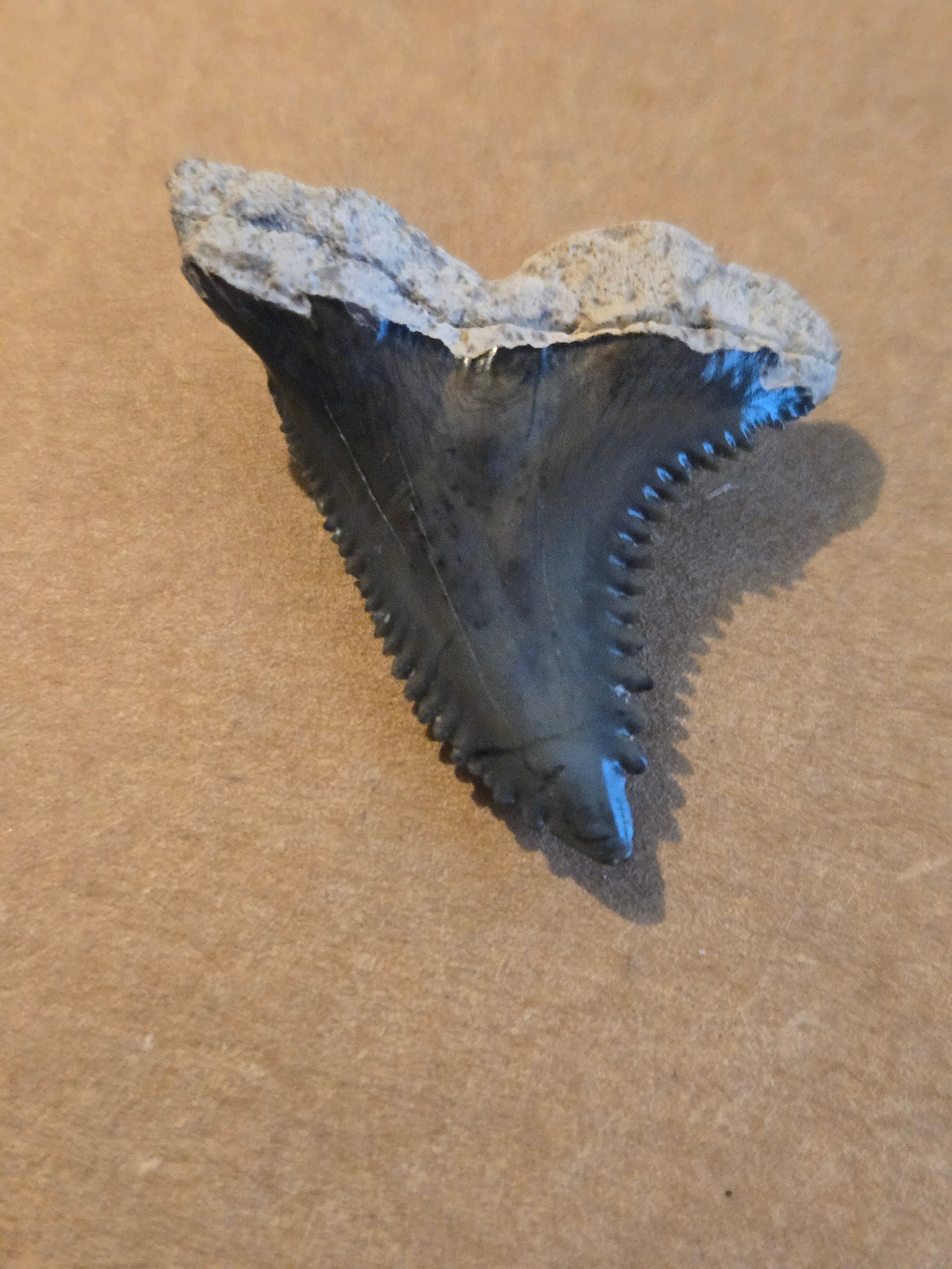 Hemipristis shark tooth