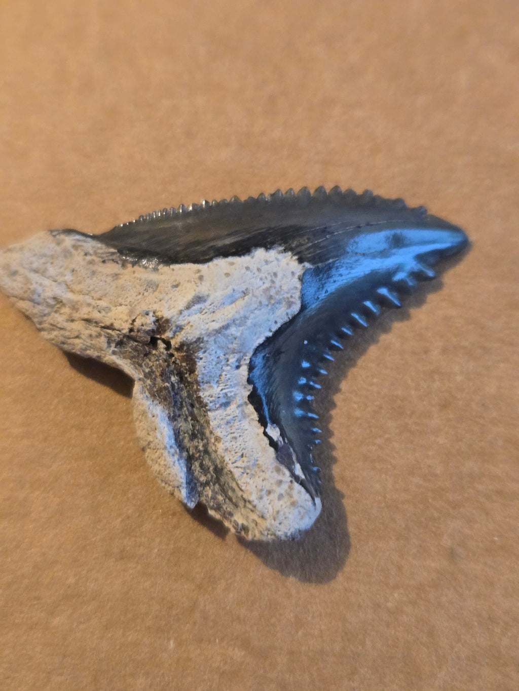 Hemipristis shark tooth