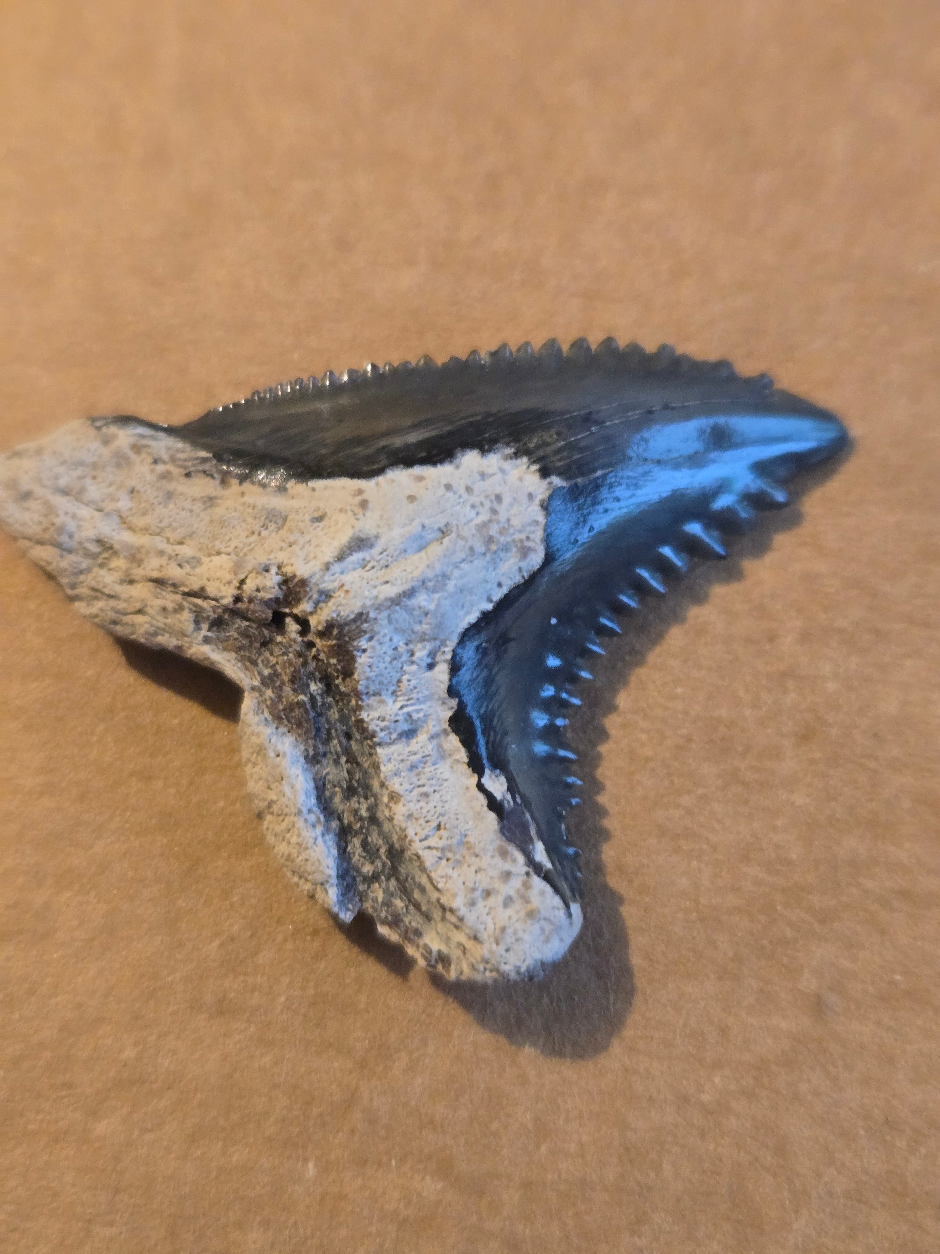 Hemipristis shark tooth