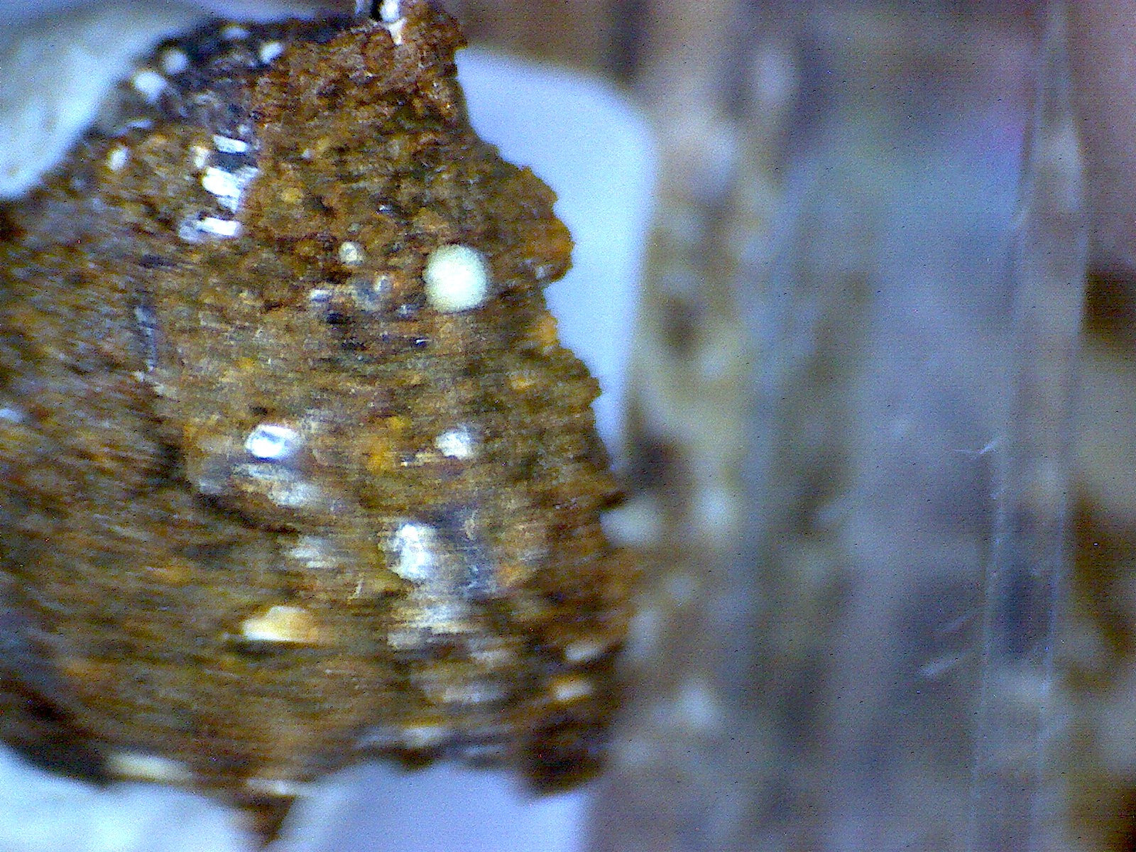 Kolbeckite specimen