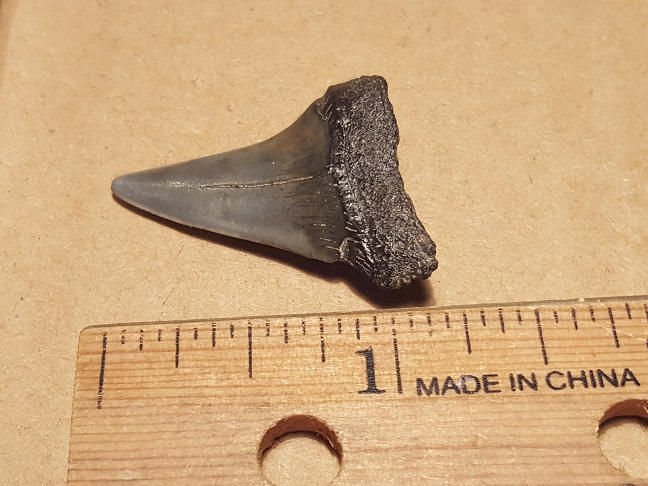 Mako Shark Tooth specimen