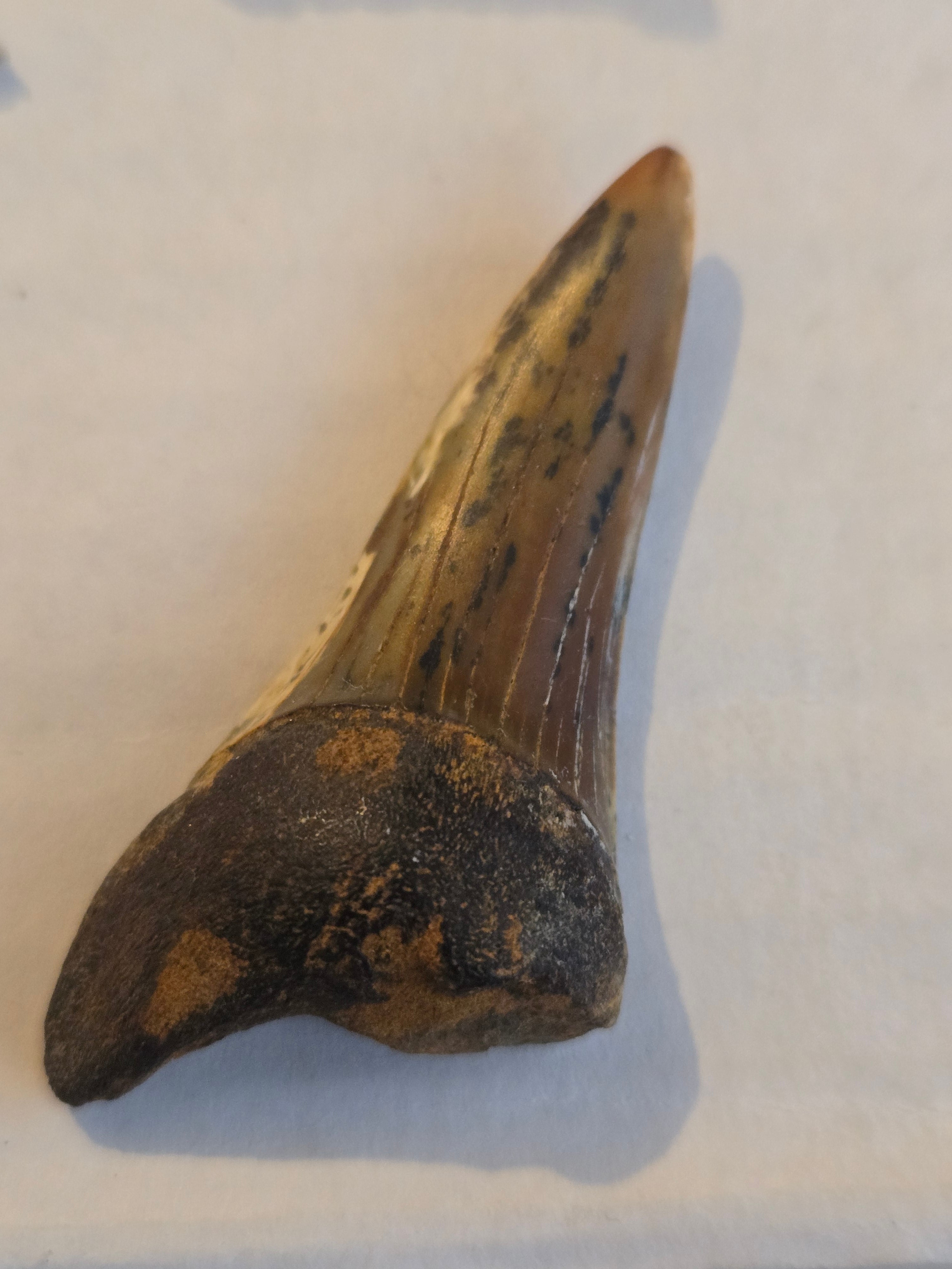 Mako tooth
