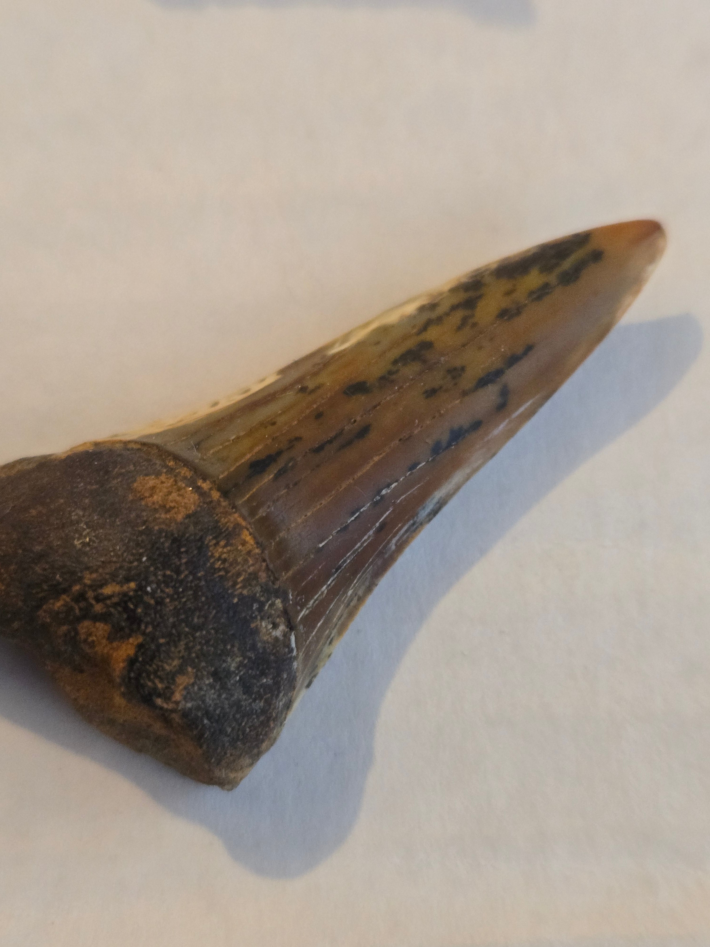 Mako tooth