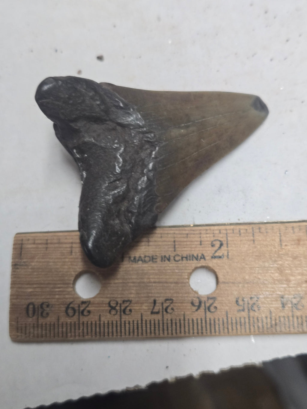 Megalodon