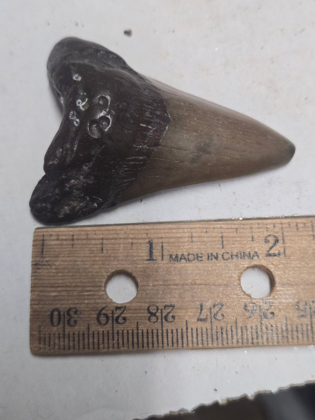 Megalodon