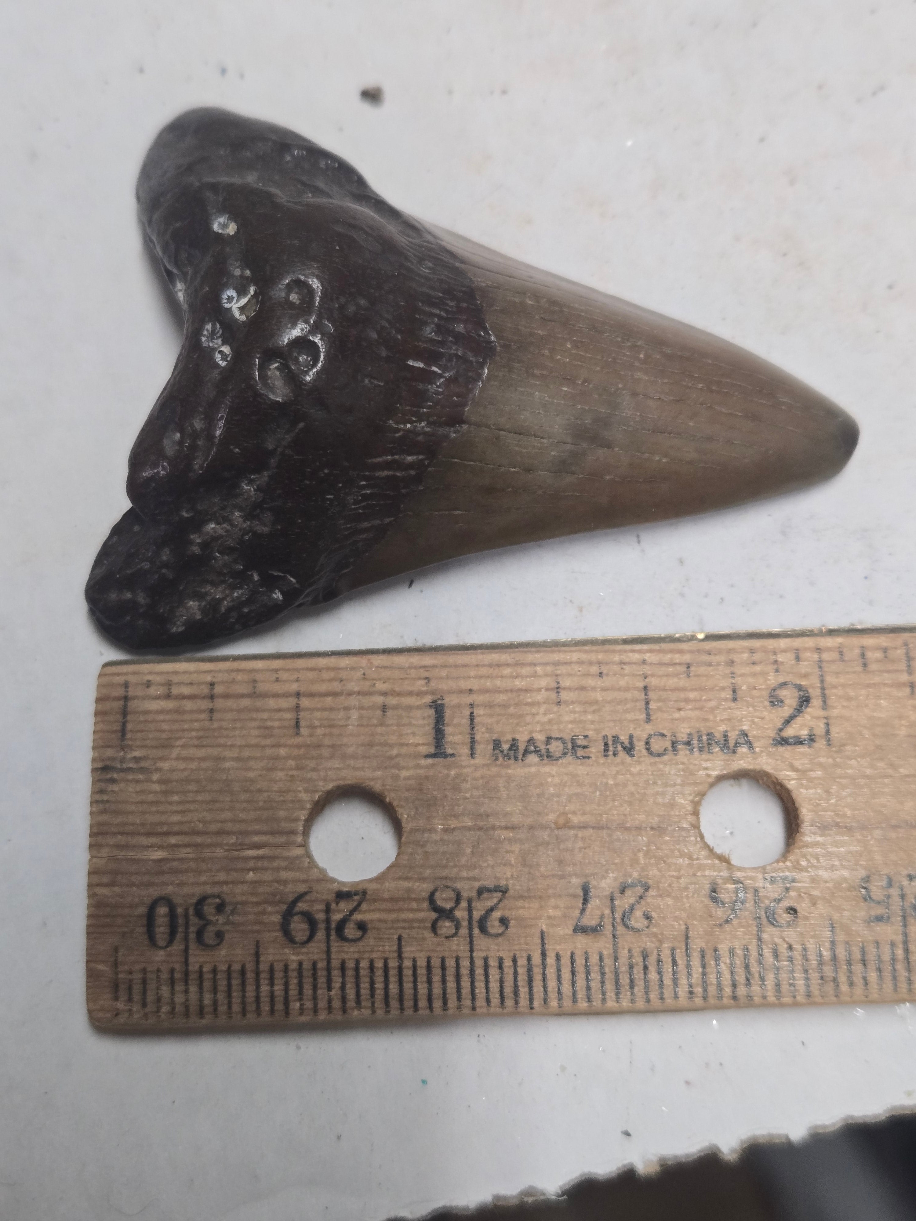 Megalodon