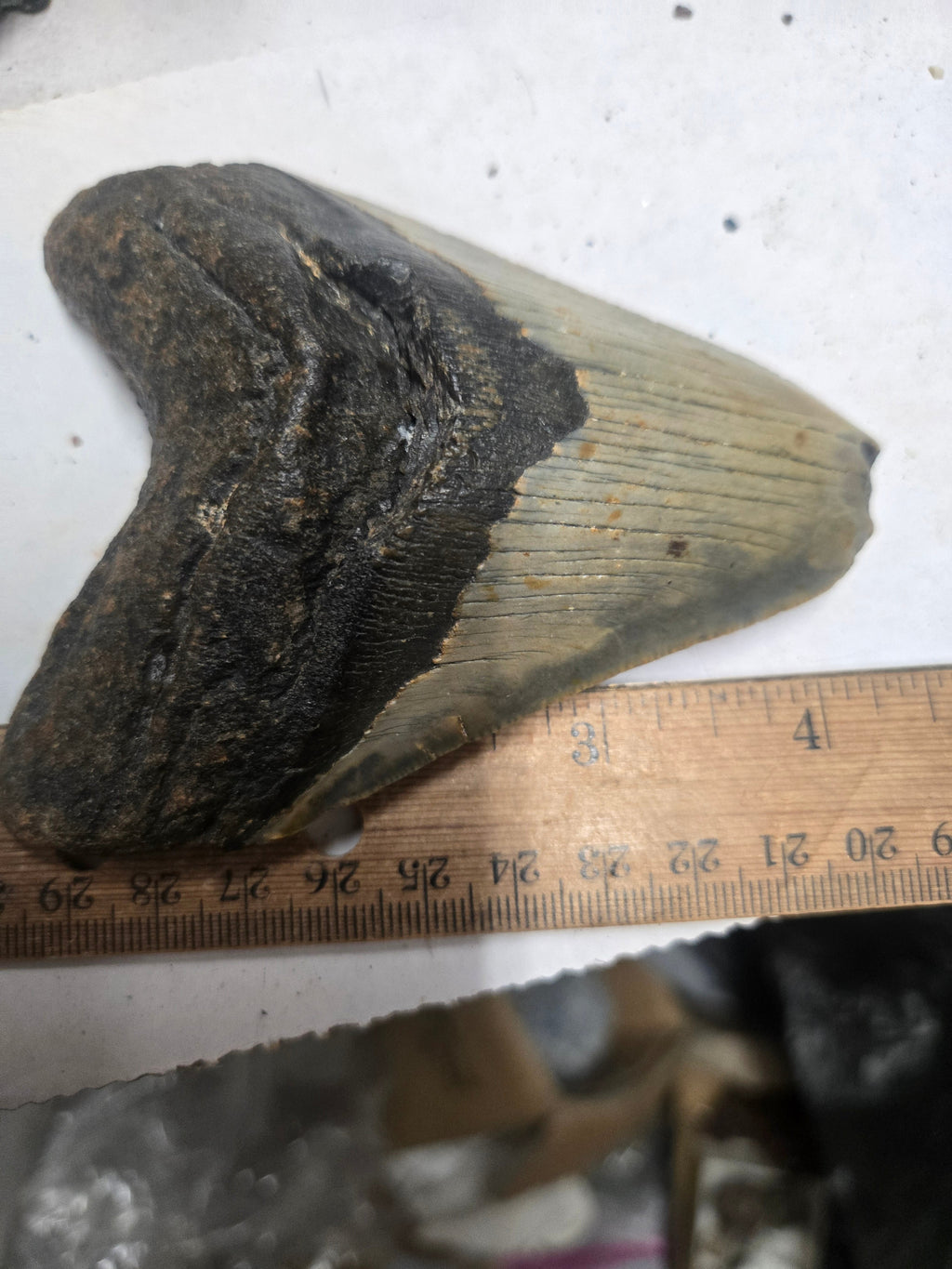 Megalodon