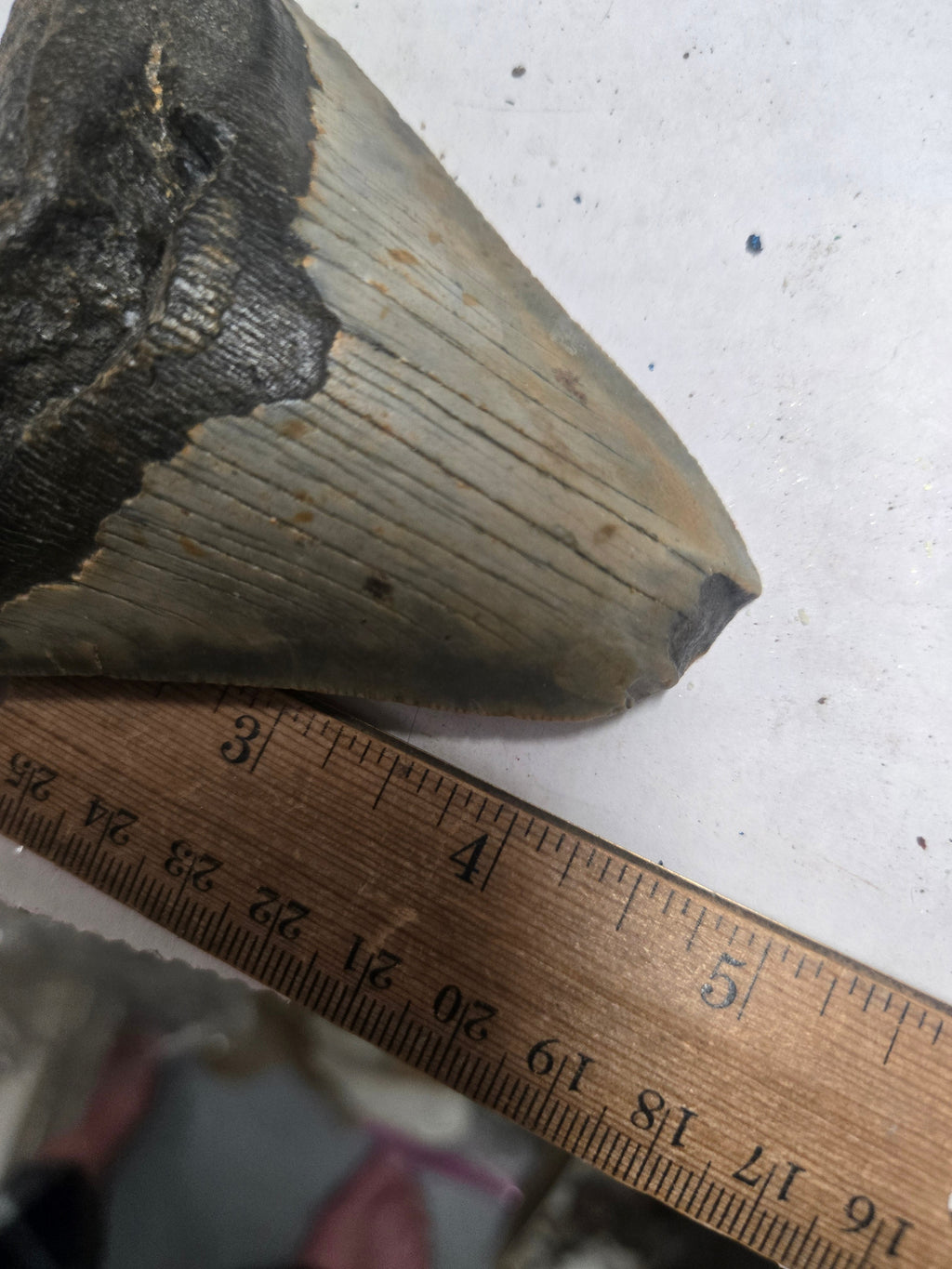 Megalodon