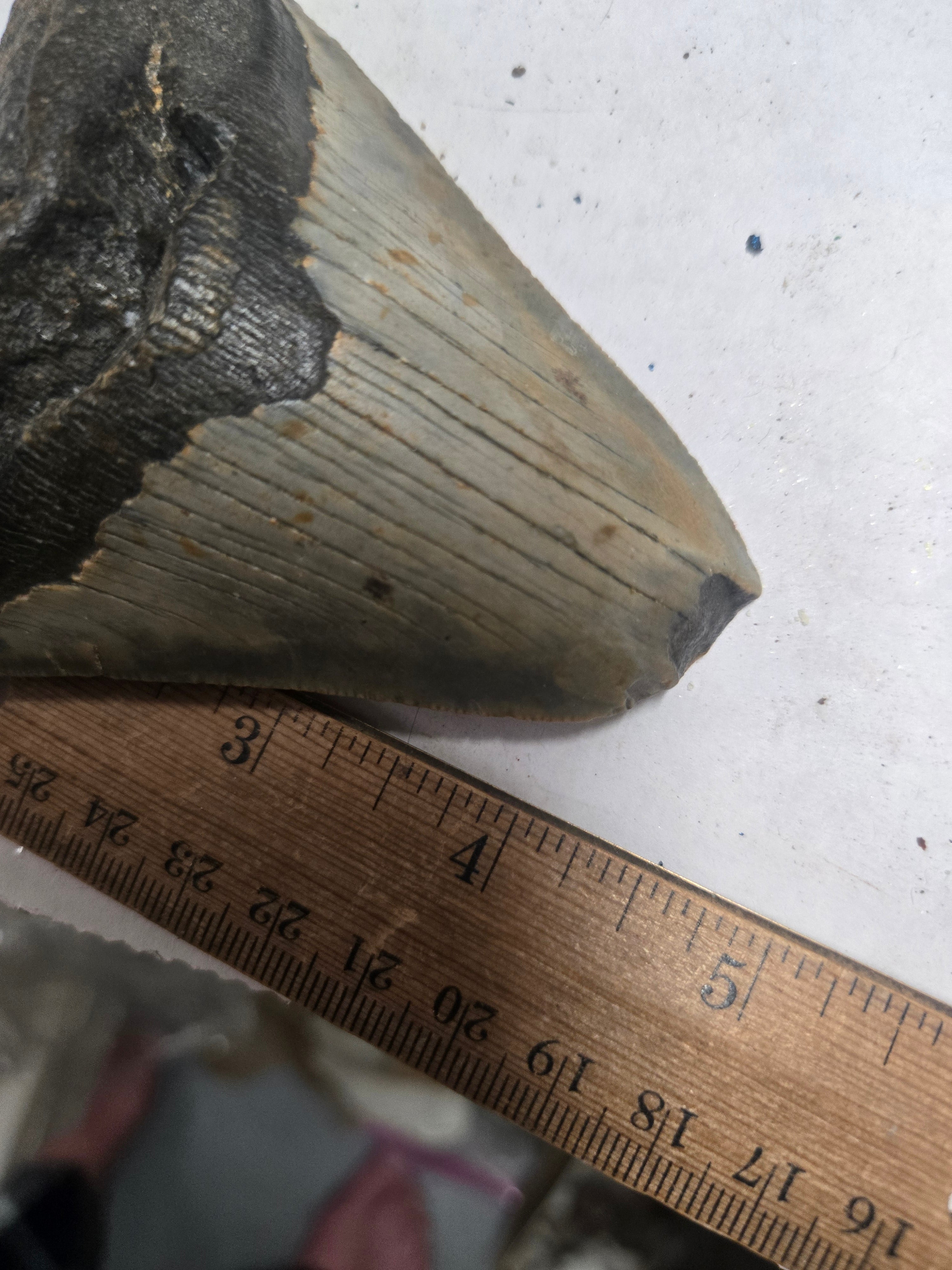 Megalodon