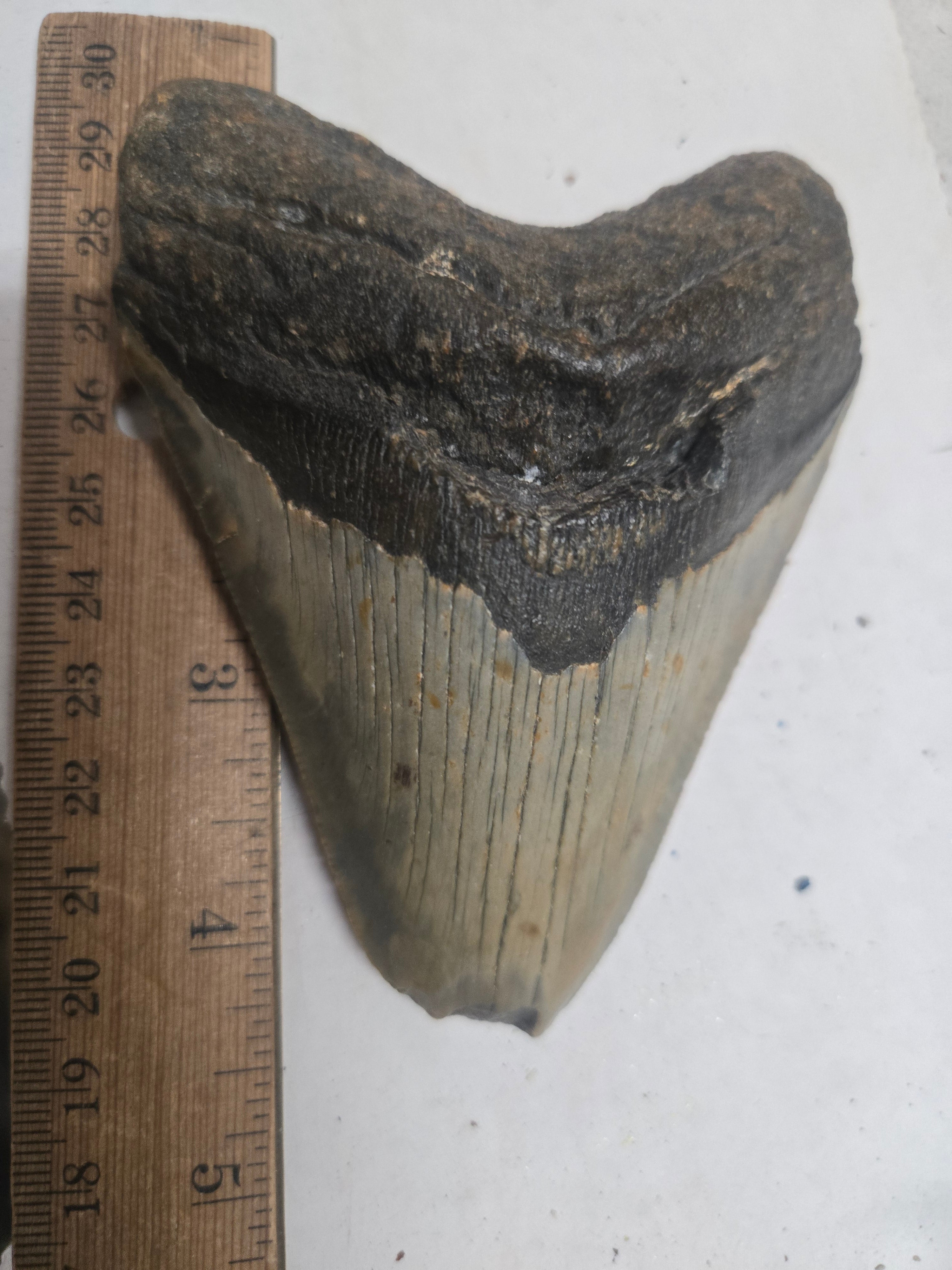 Megalodon