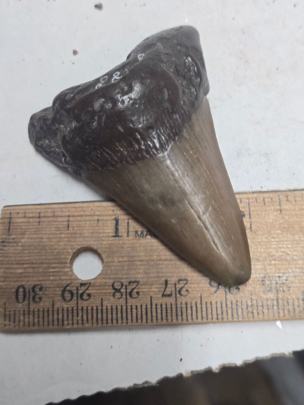 Megalodon