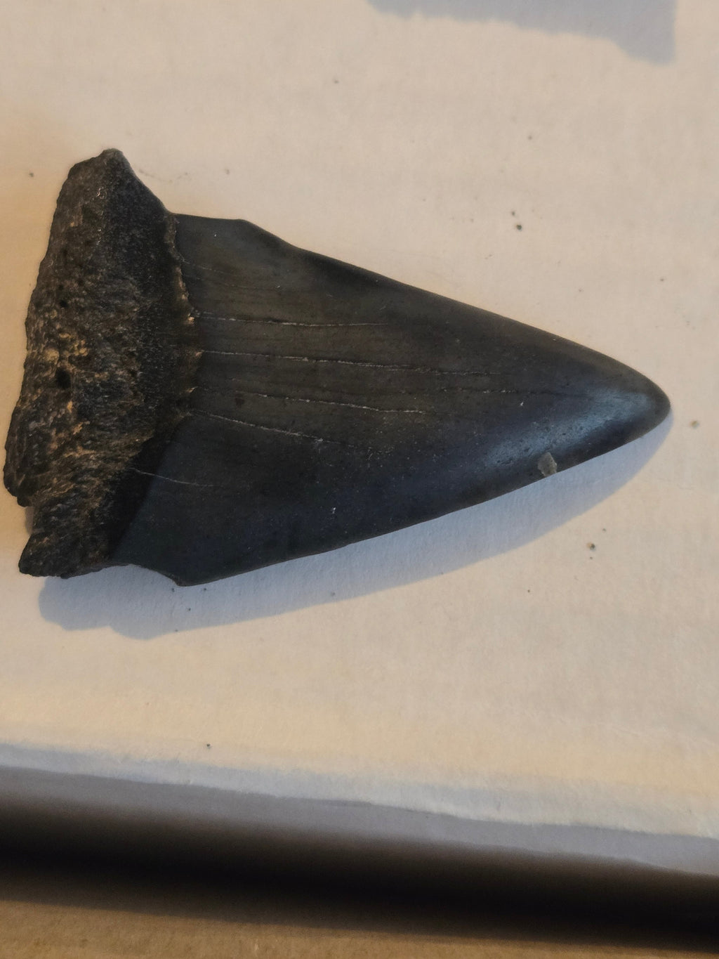 Megalodon tooth
