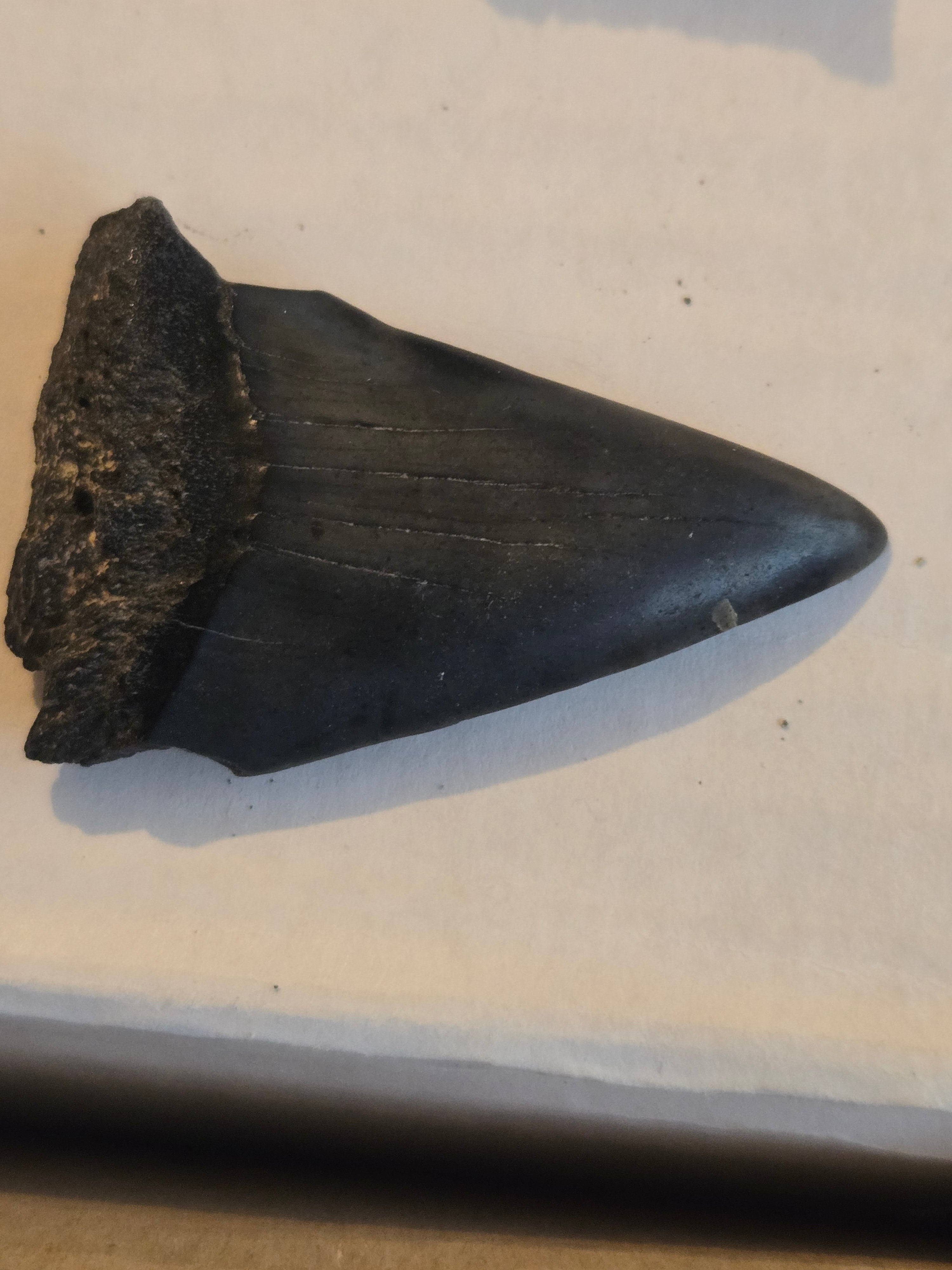 Megalodon tooth
