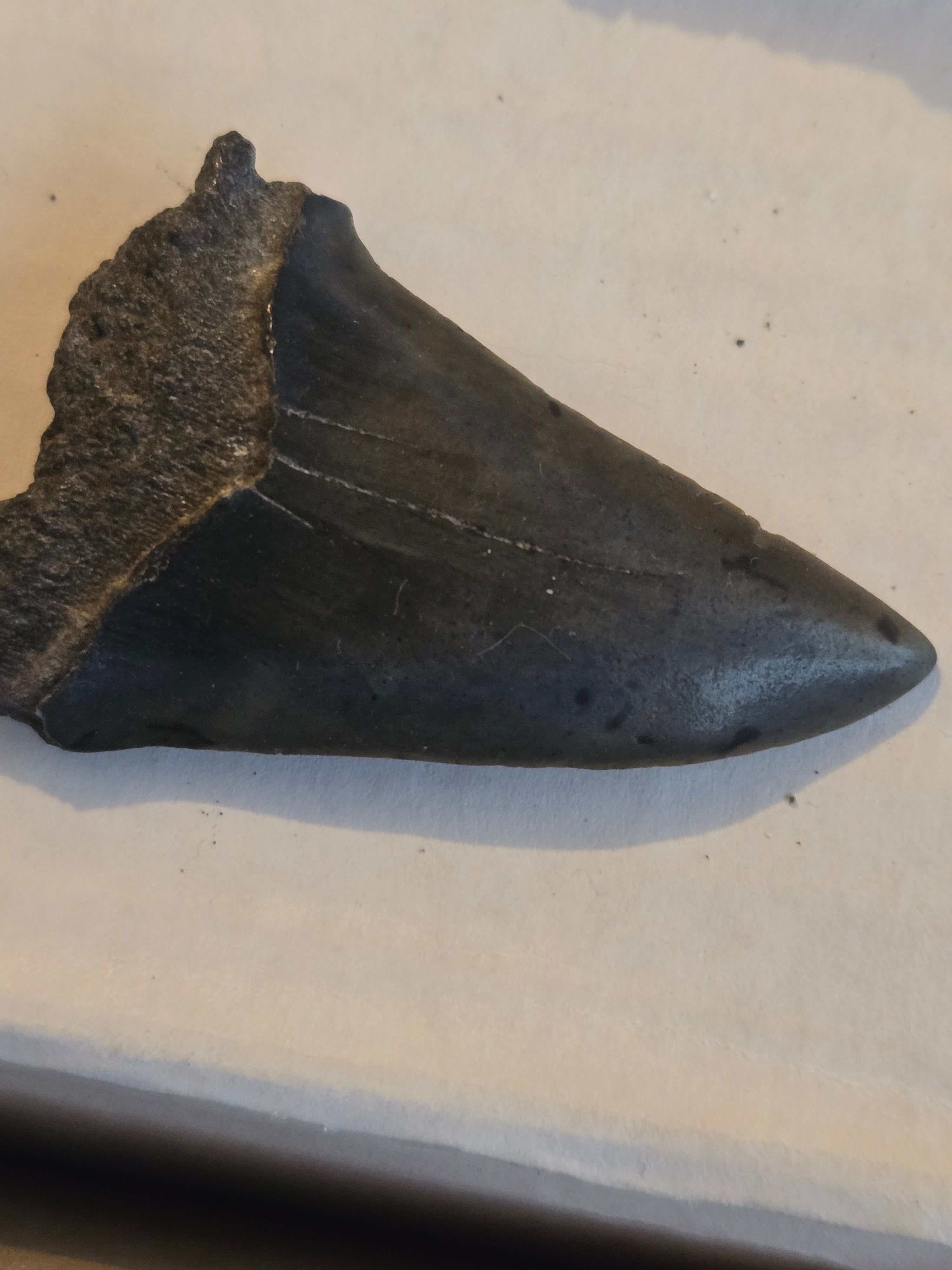 Megalodon tooth