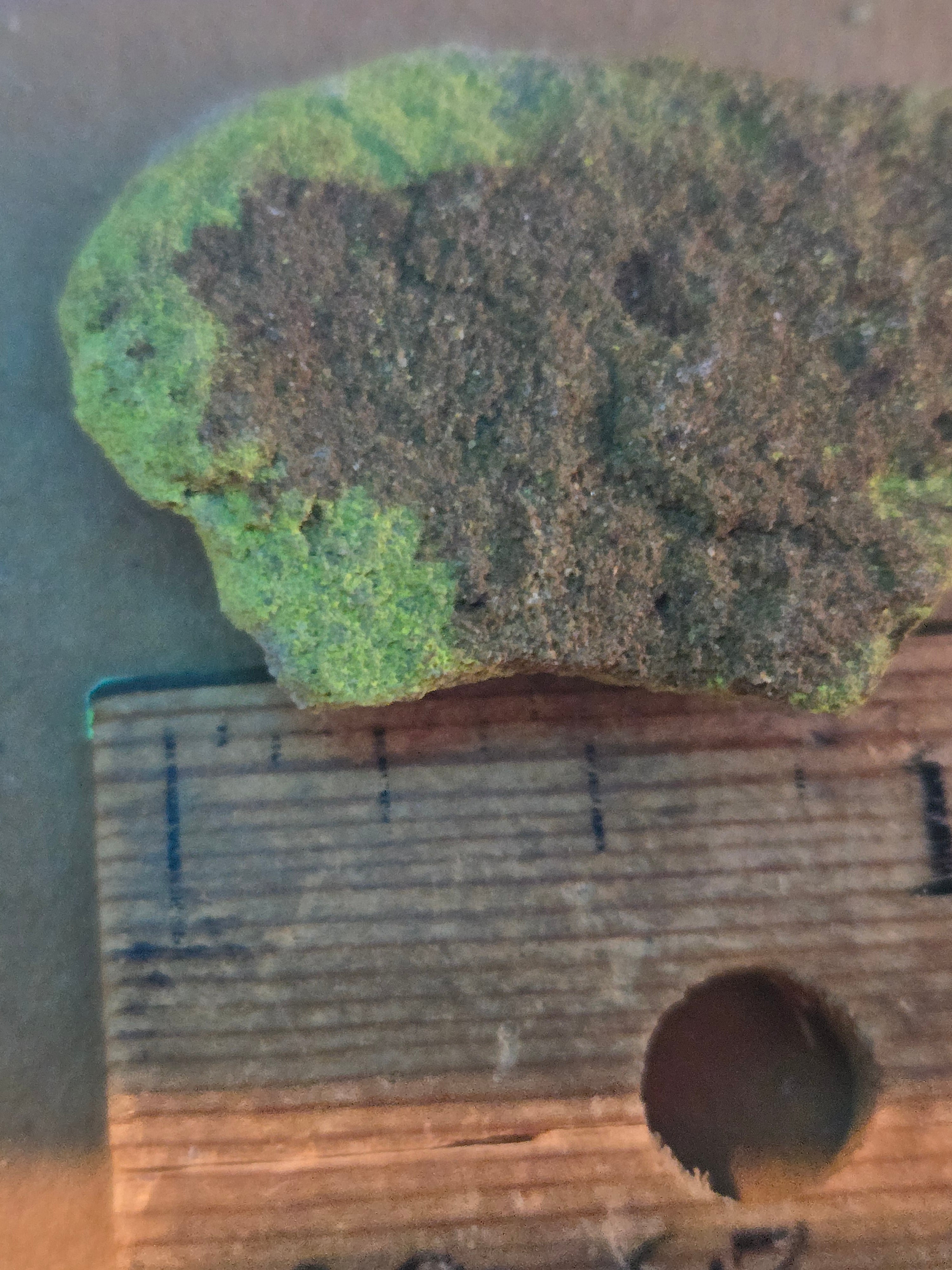 Metatyuyamunite specimen