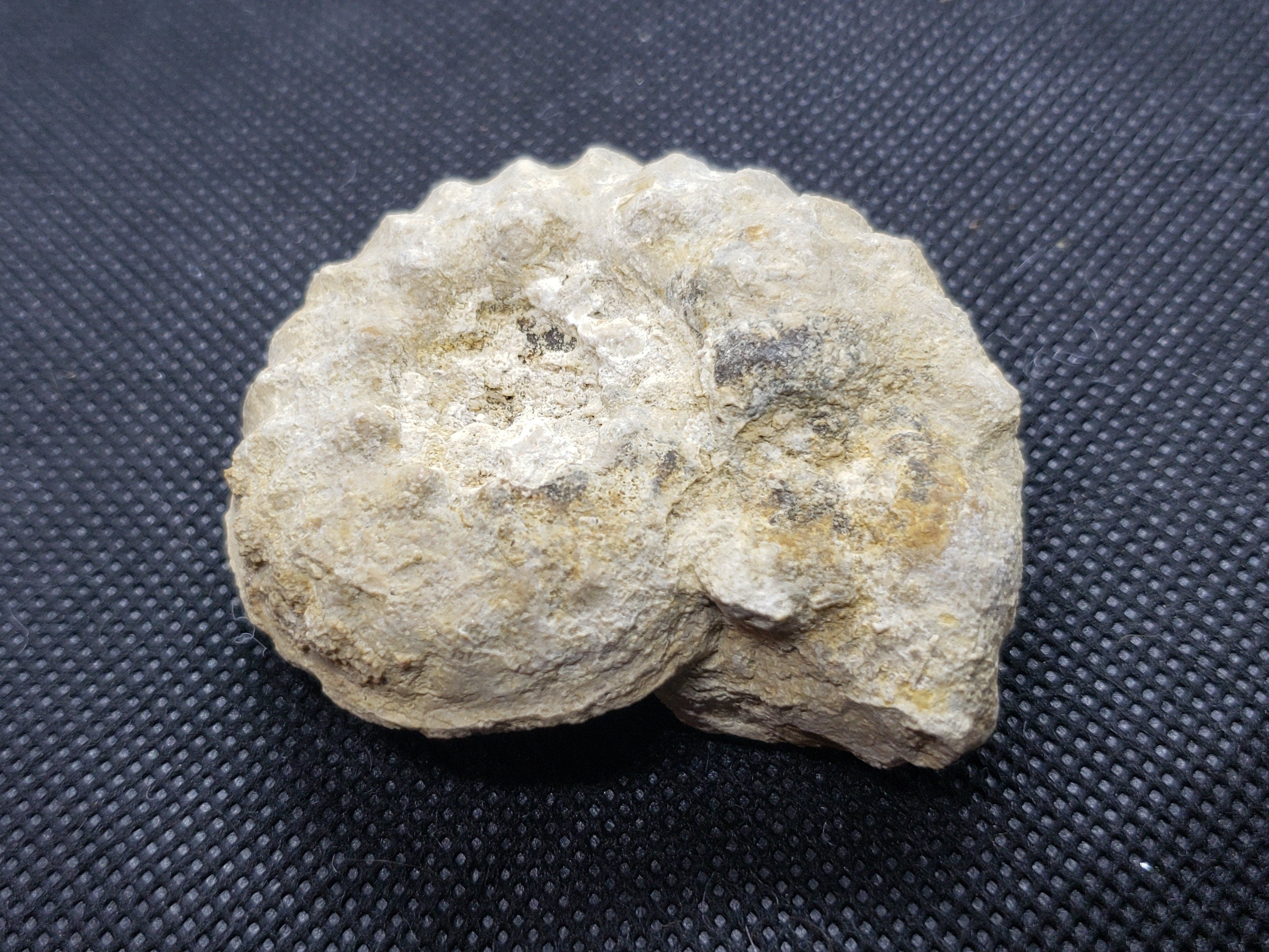 Mortoniceras Ammonite Specimen
