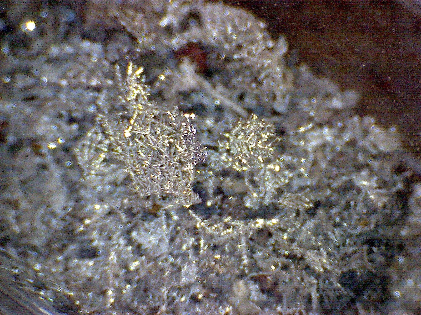 Native Silver wires specimen