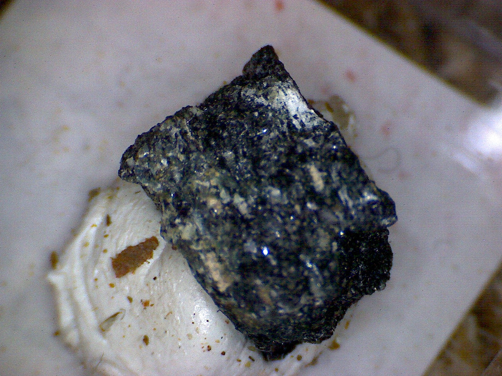 Naujakasite
