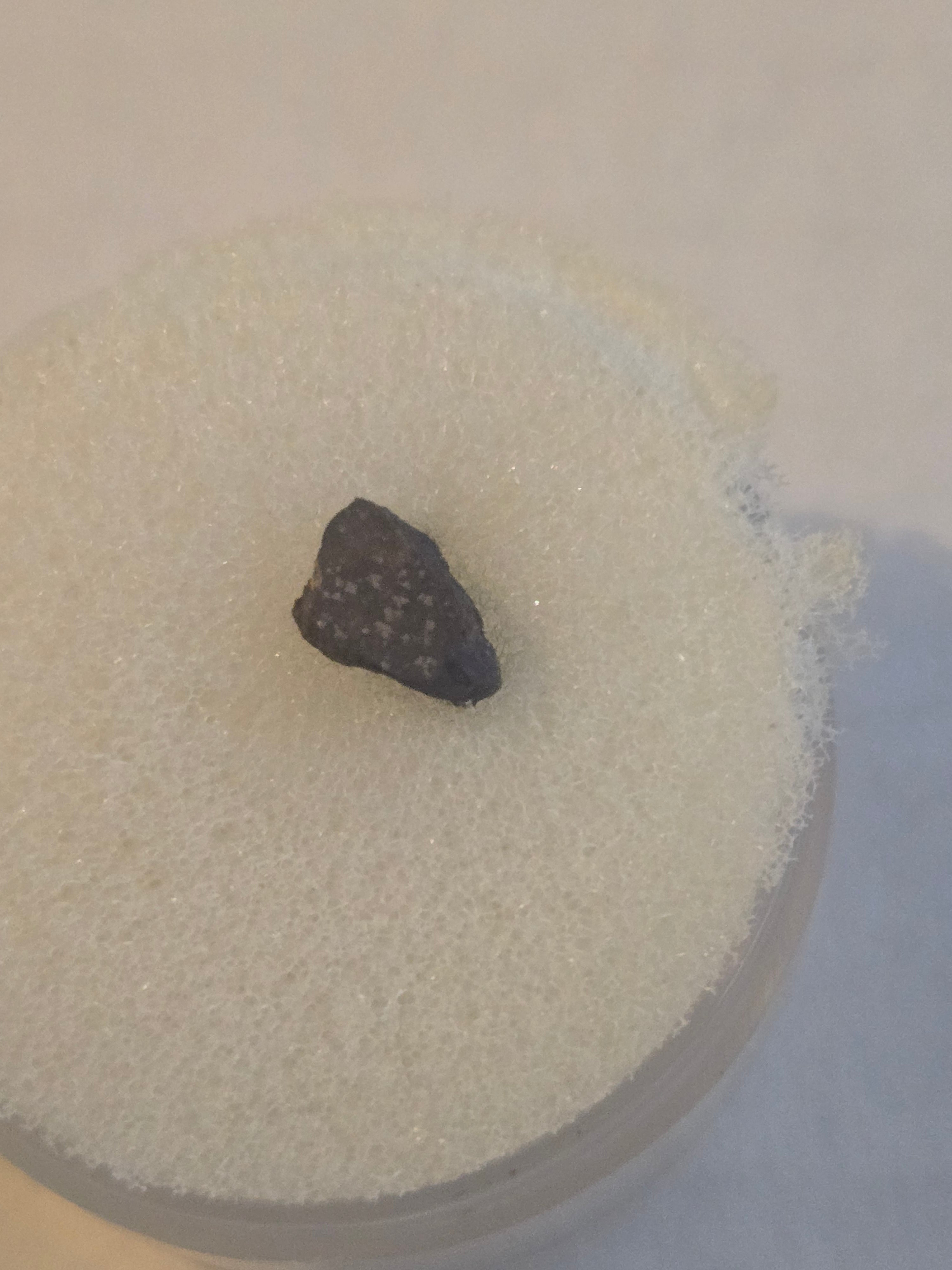 NWA 070 meteorite specimen