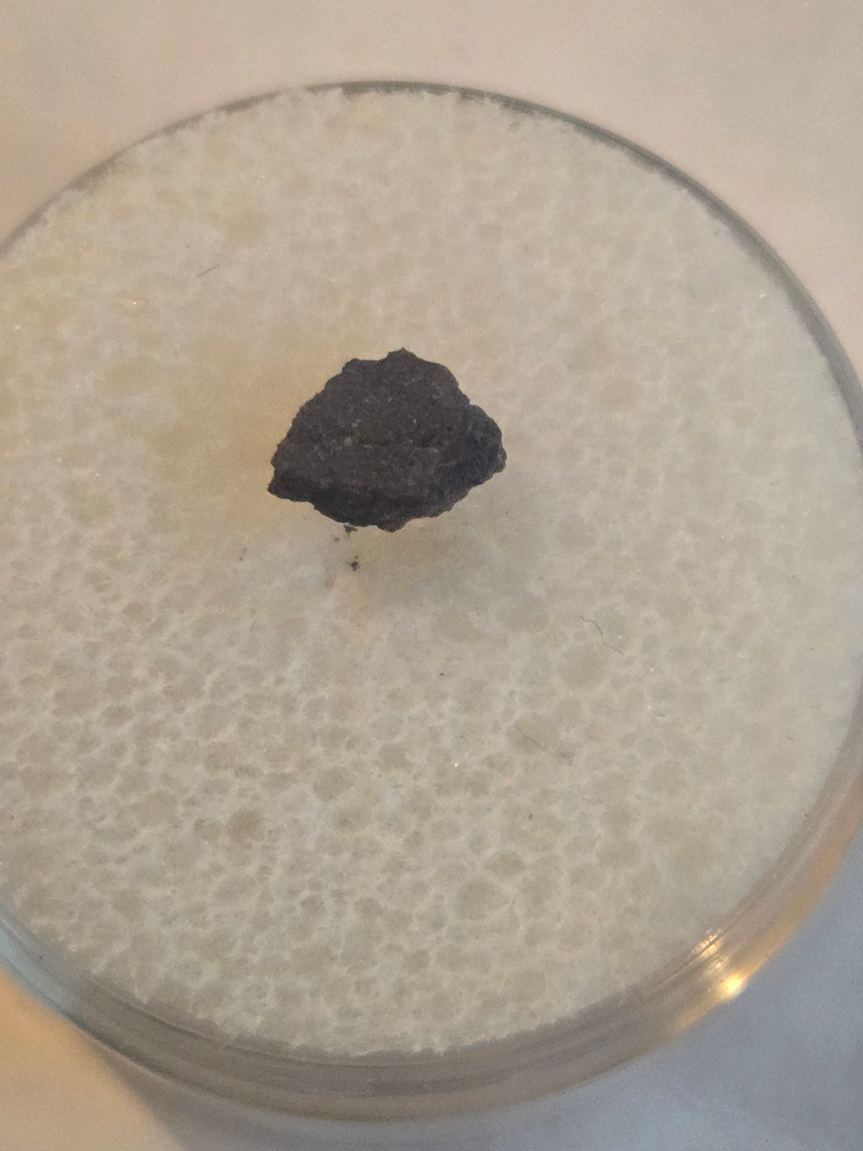 NWA 10301 meteorite