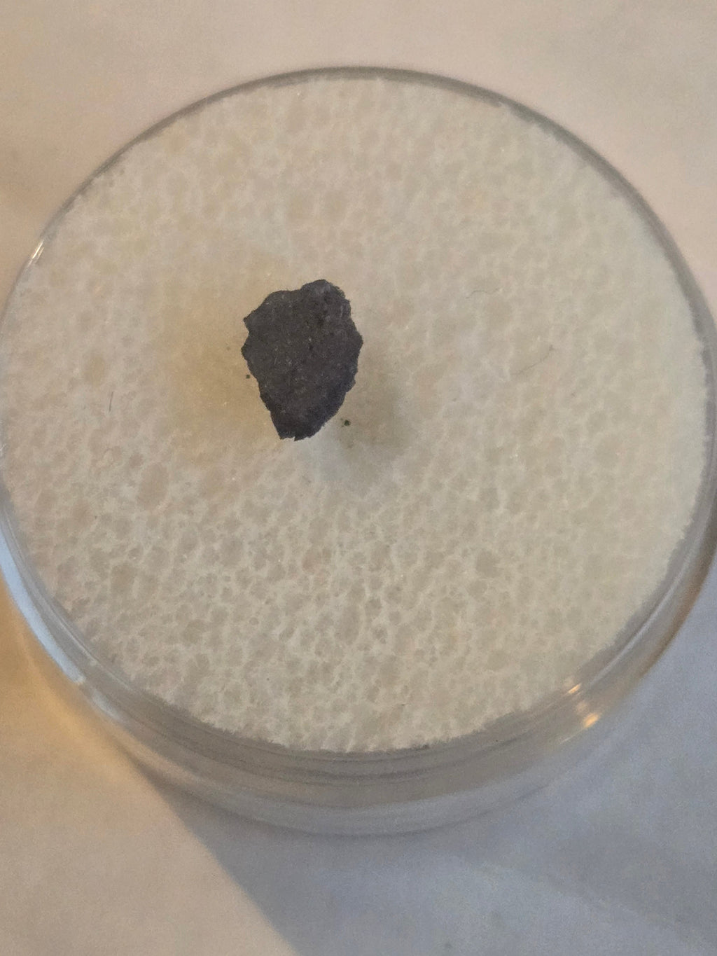 NWA 10301 meteorite